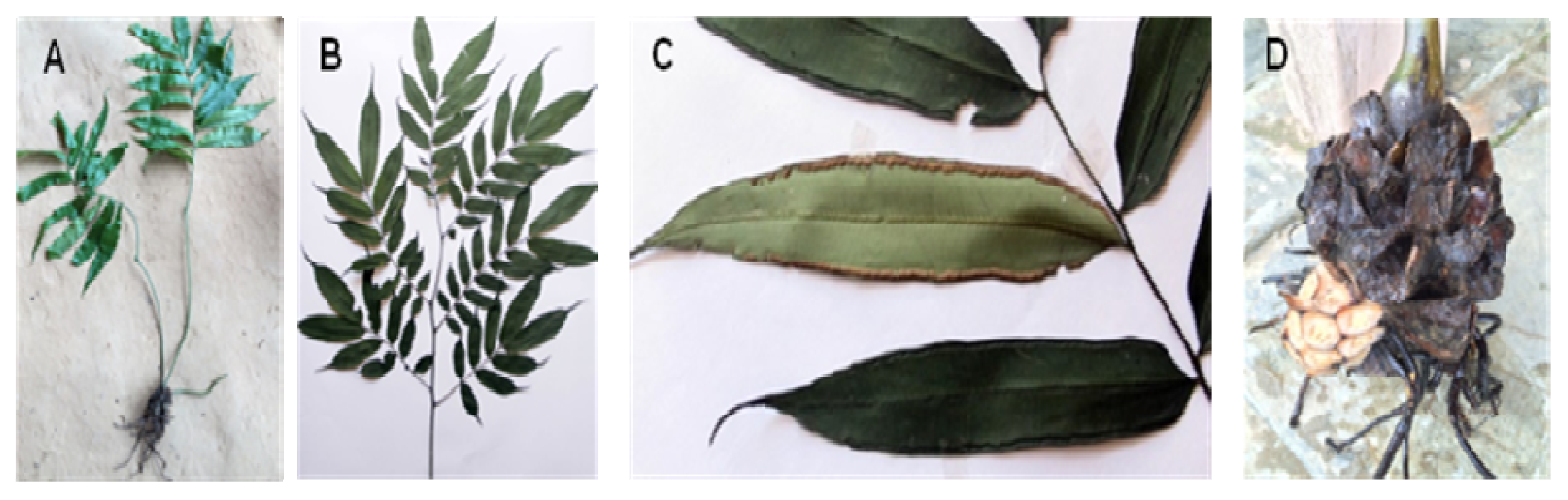 Molecules 25 01337 g001