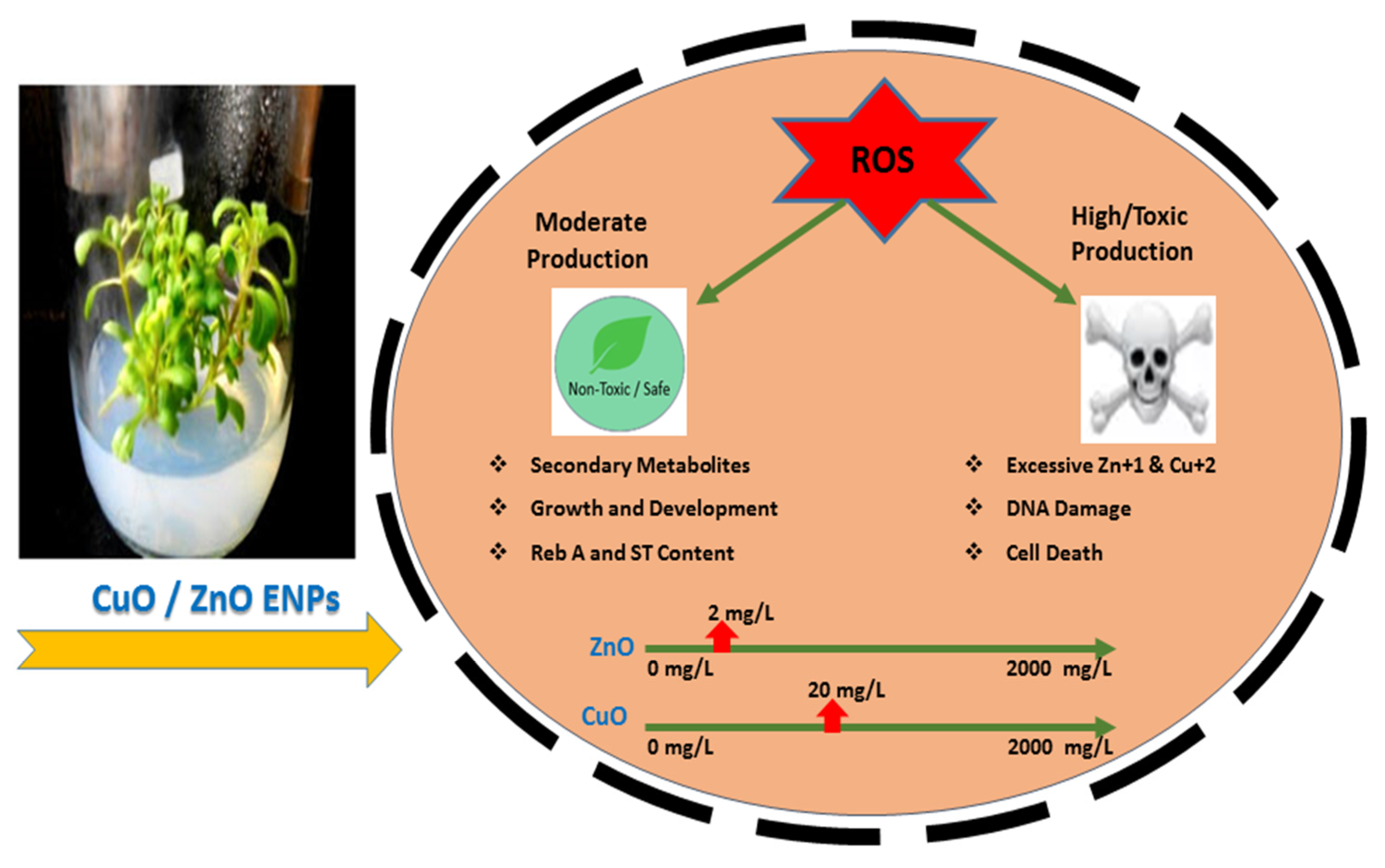 Molecules 25 01356 g006 Molecules 25 01356 g006