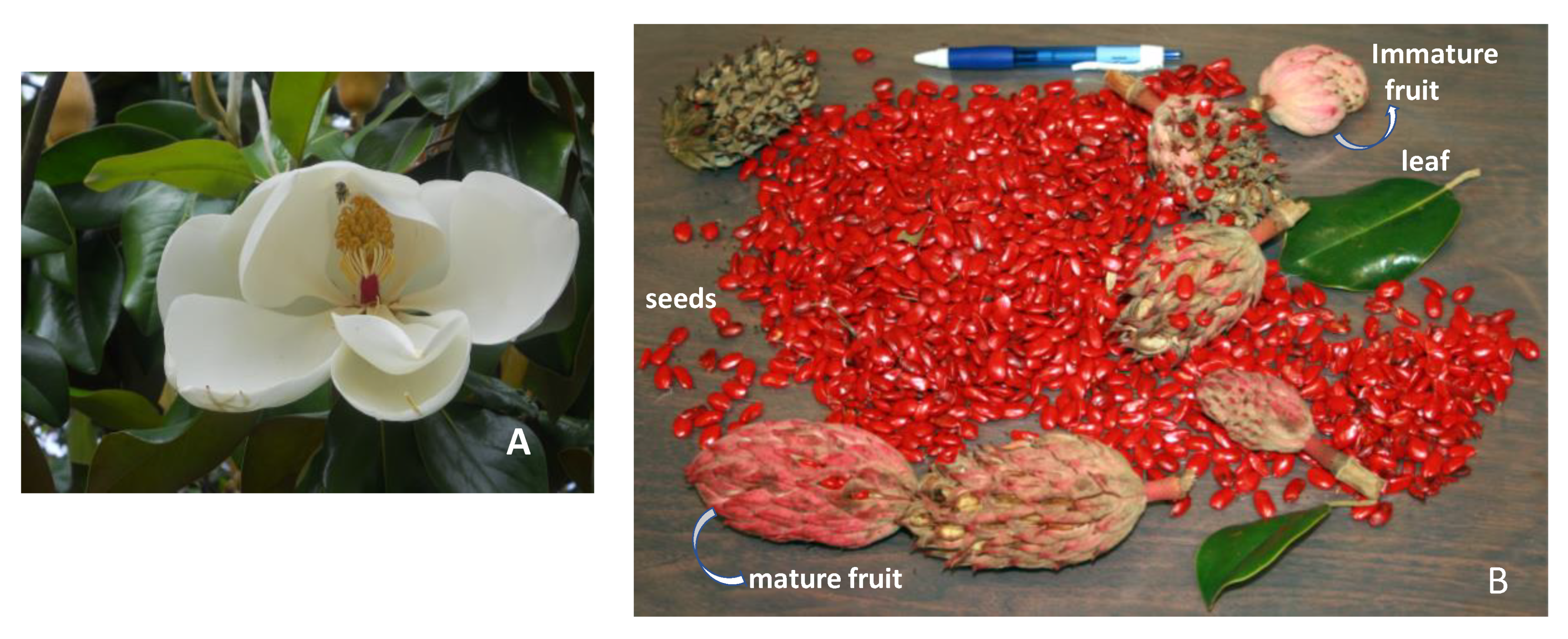 Molecules 25 01359 g004 Molecules 25 01359 g004