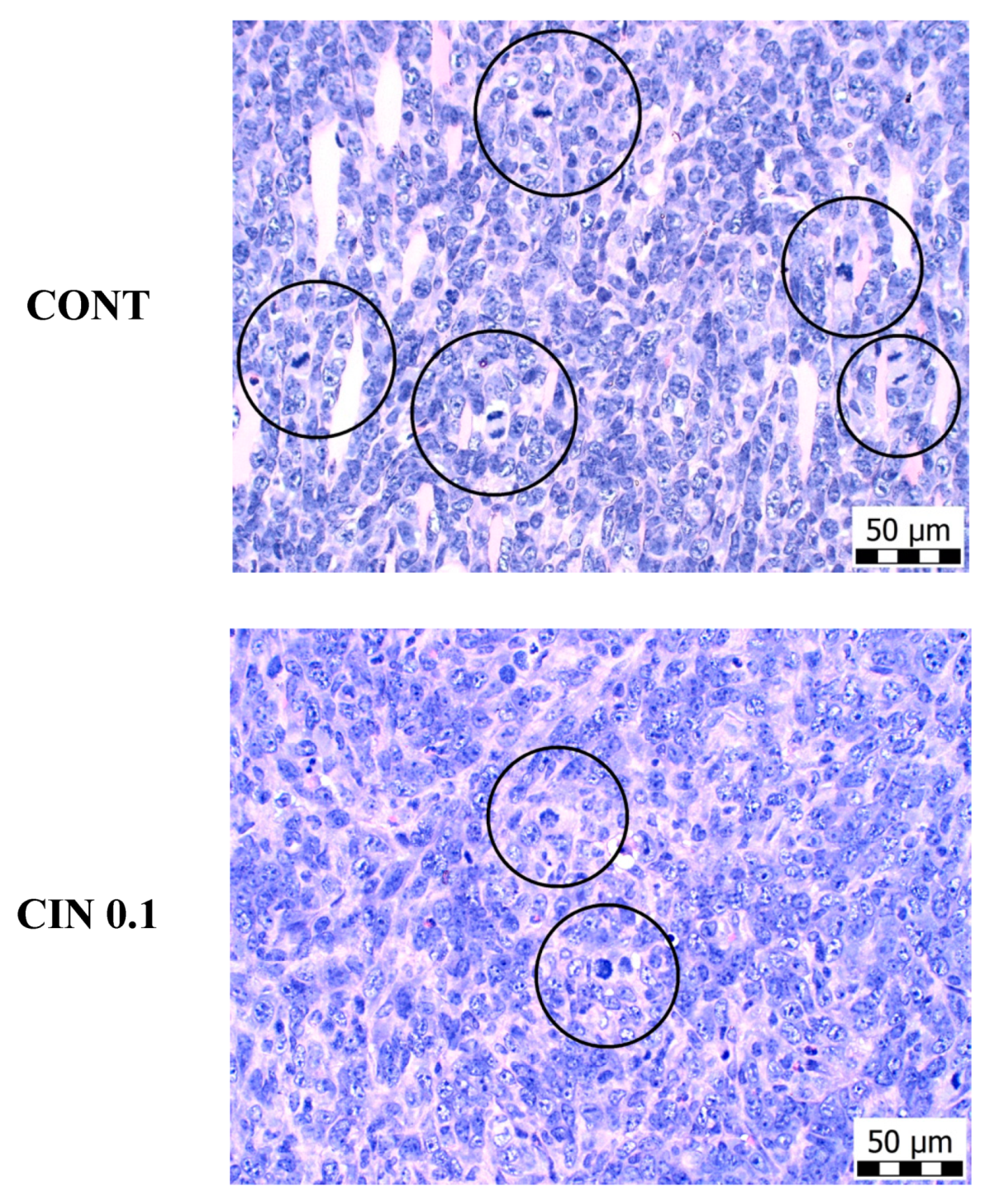 Molecules 25 01399 g003a