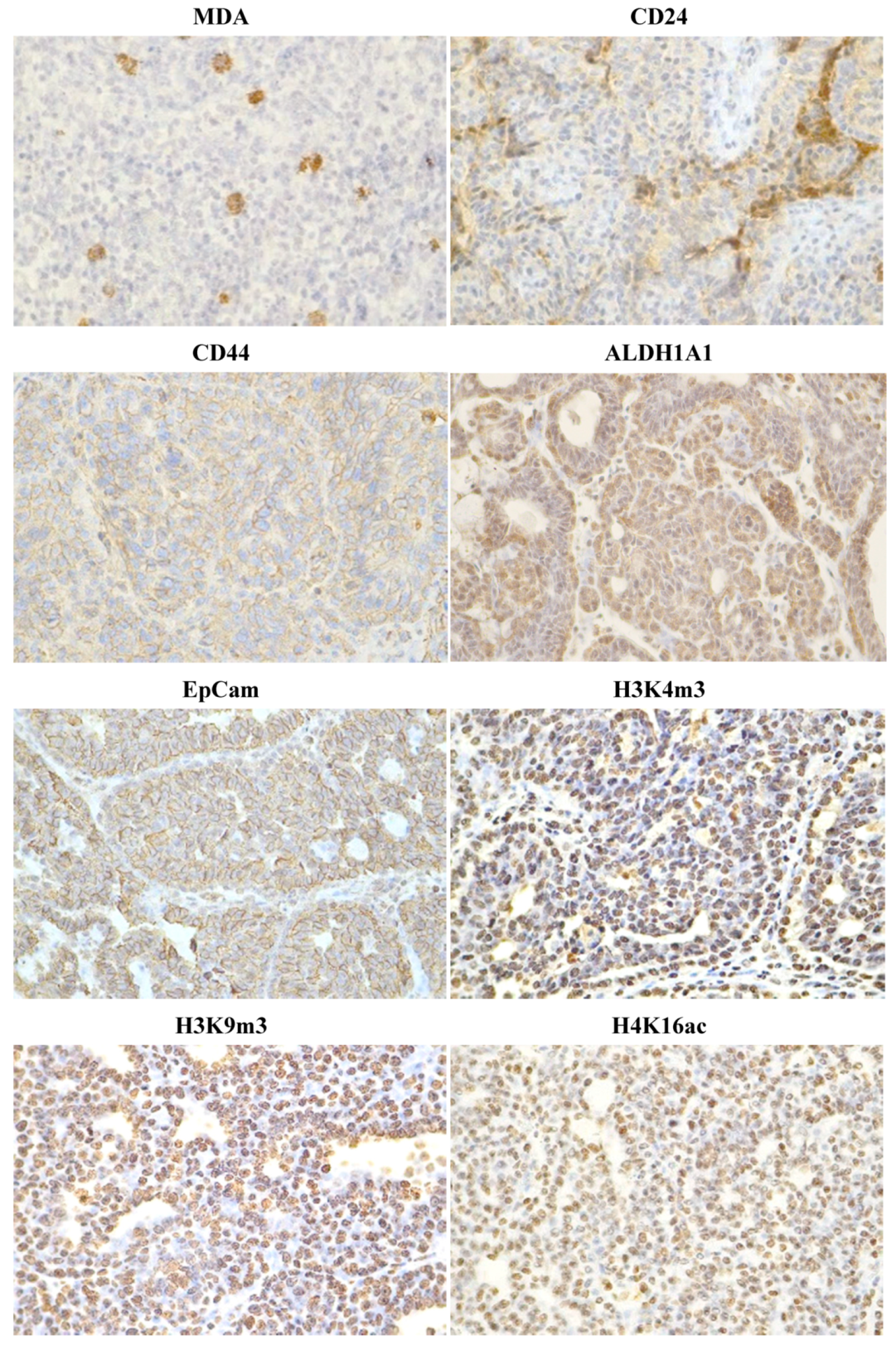 Molecules 25 01399 g006b
