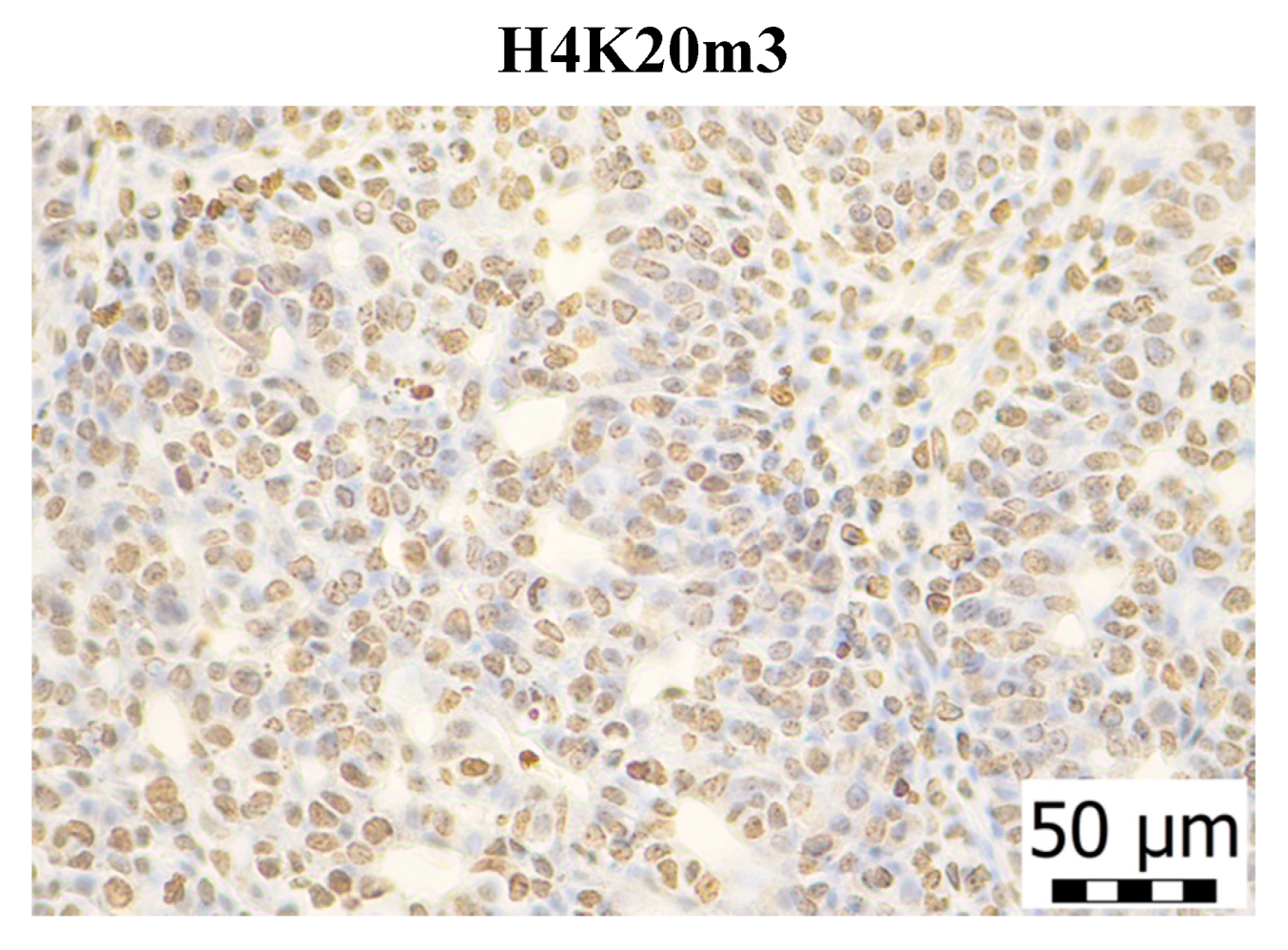 Molecules 25 01399 g006c