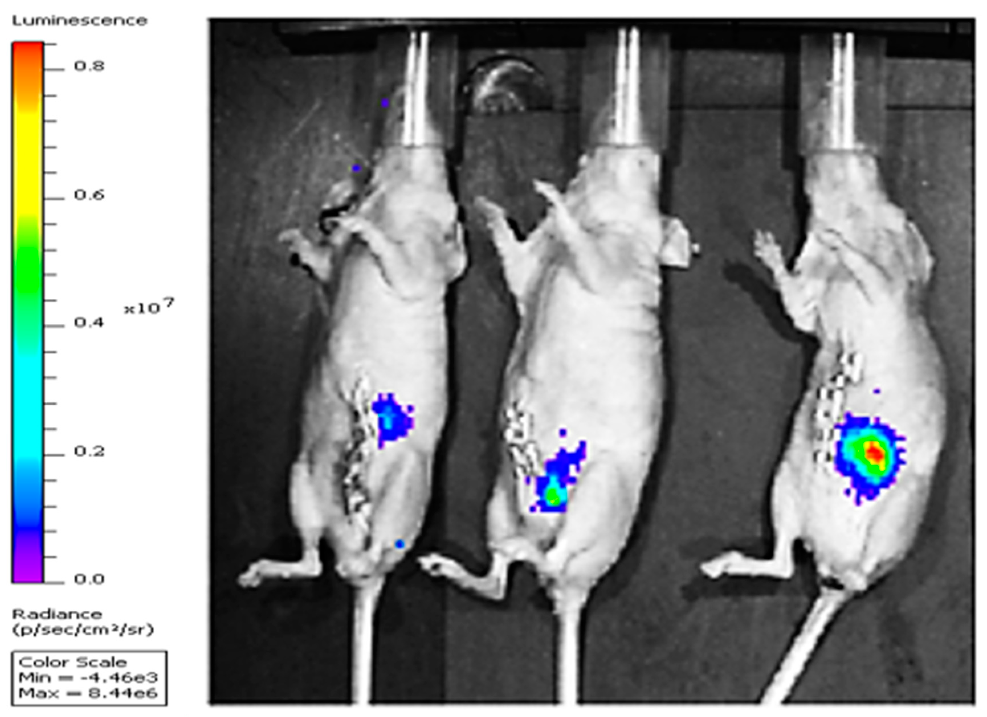 Molecules 25 01412 g004 Molecules 25 01412 g004