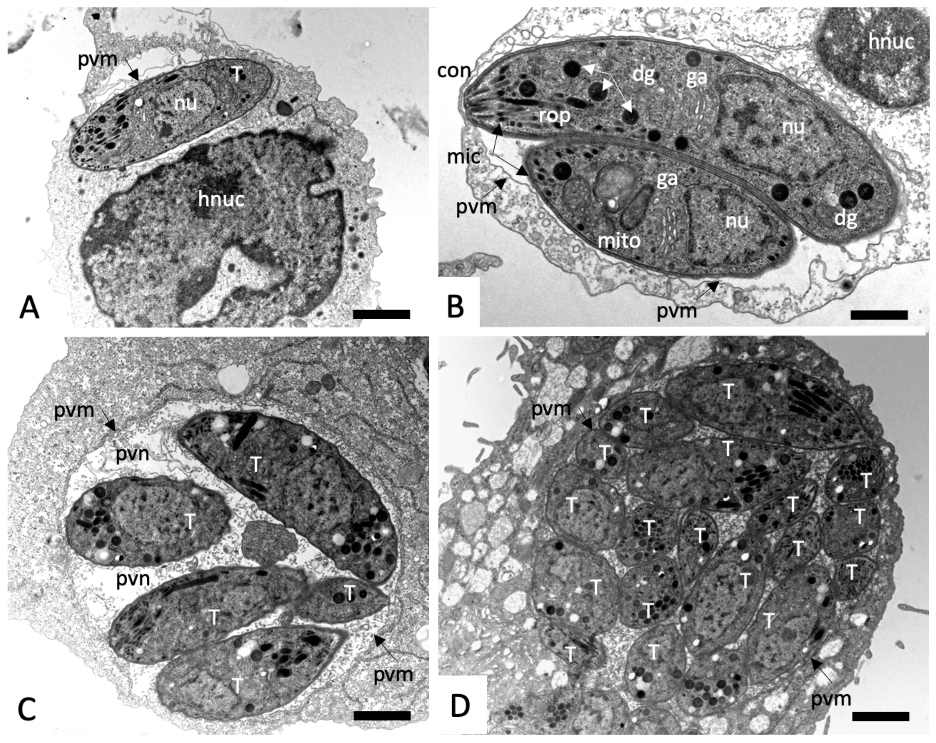 Molecules 25 01460 g004