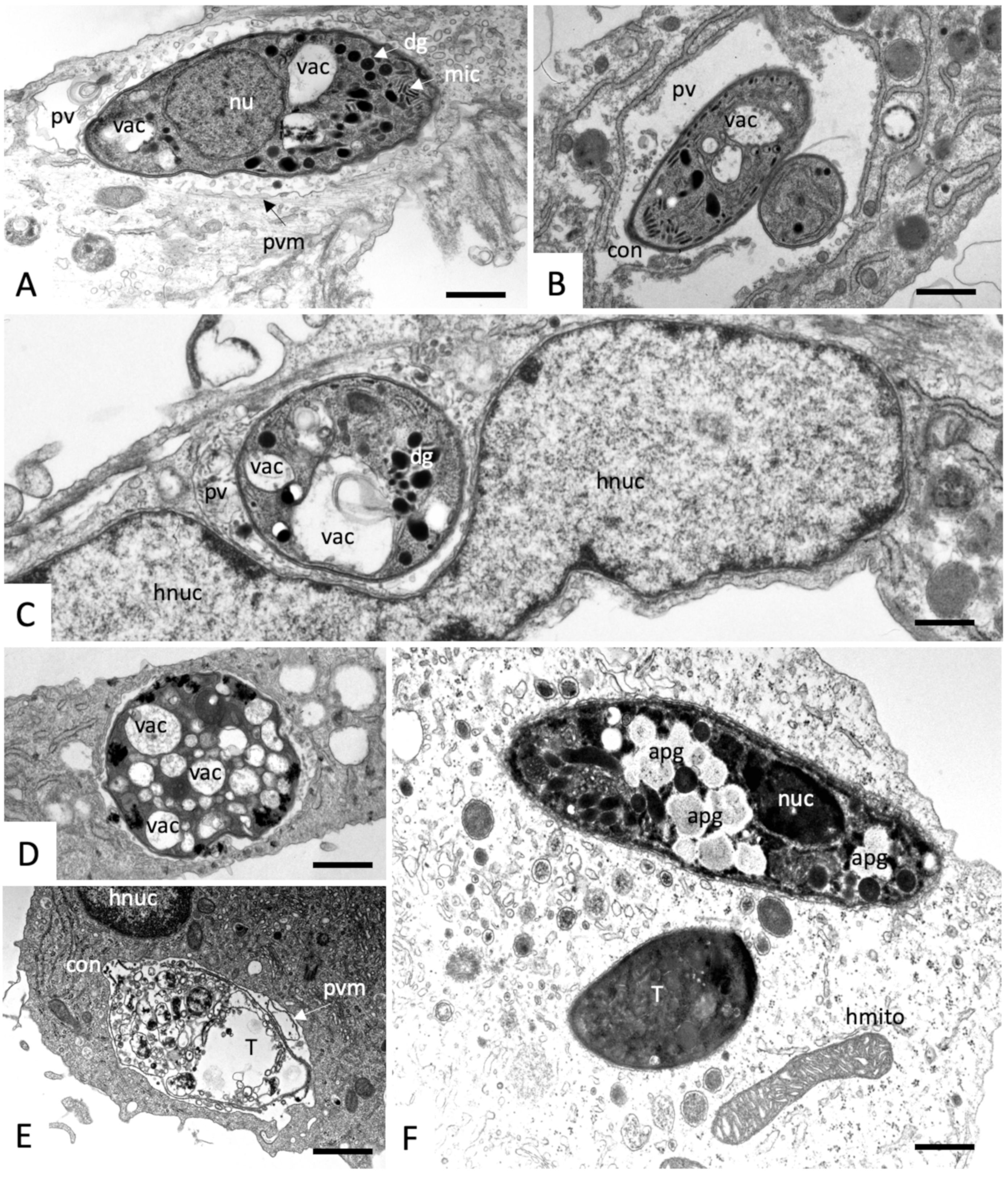 Molecules 25 01460 g005
