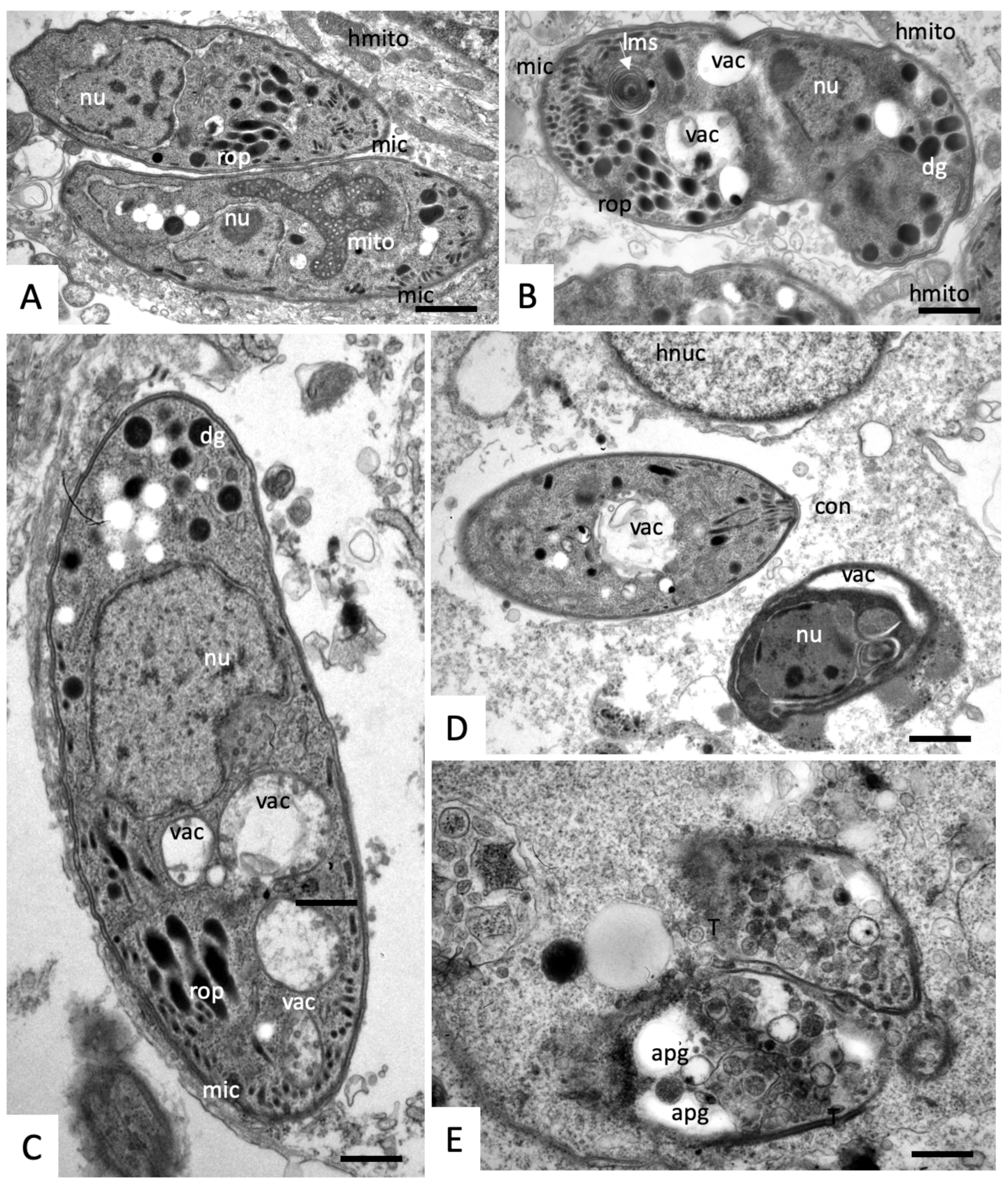 Molecules 25 01460 g006