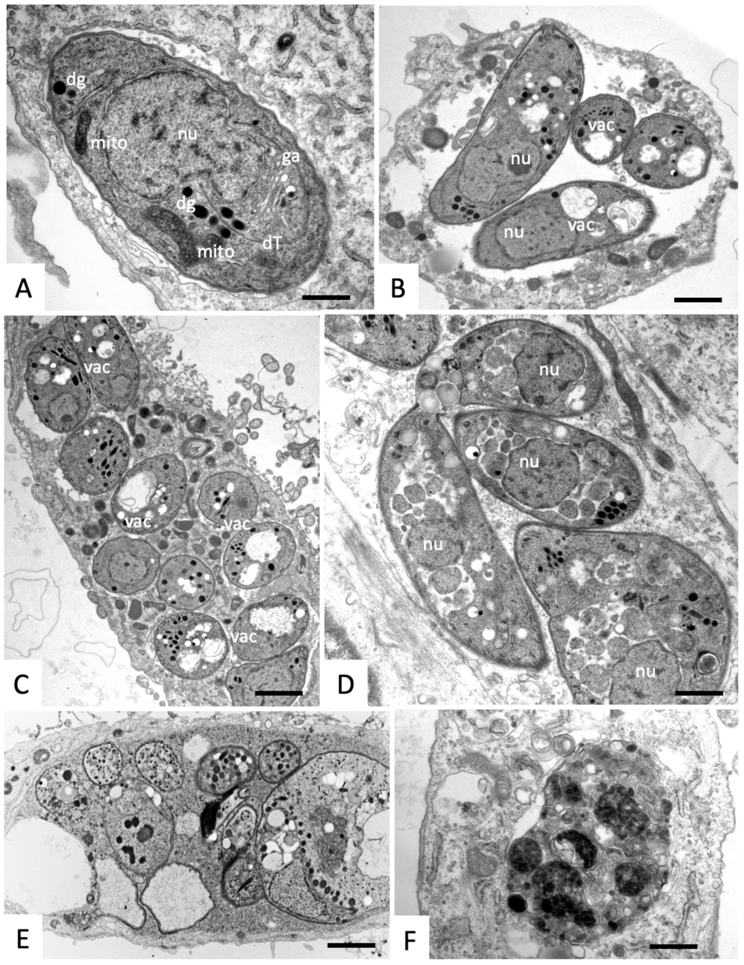 Molecules 25 01460 g007