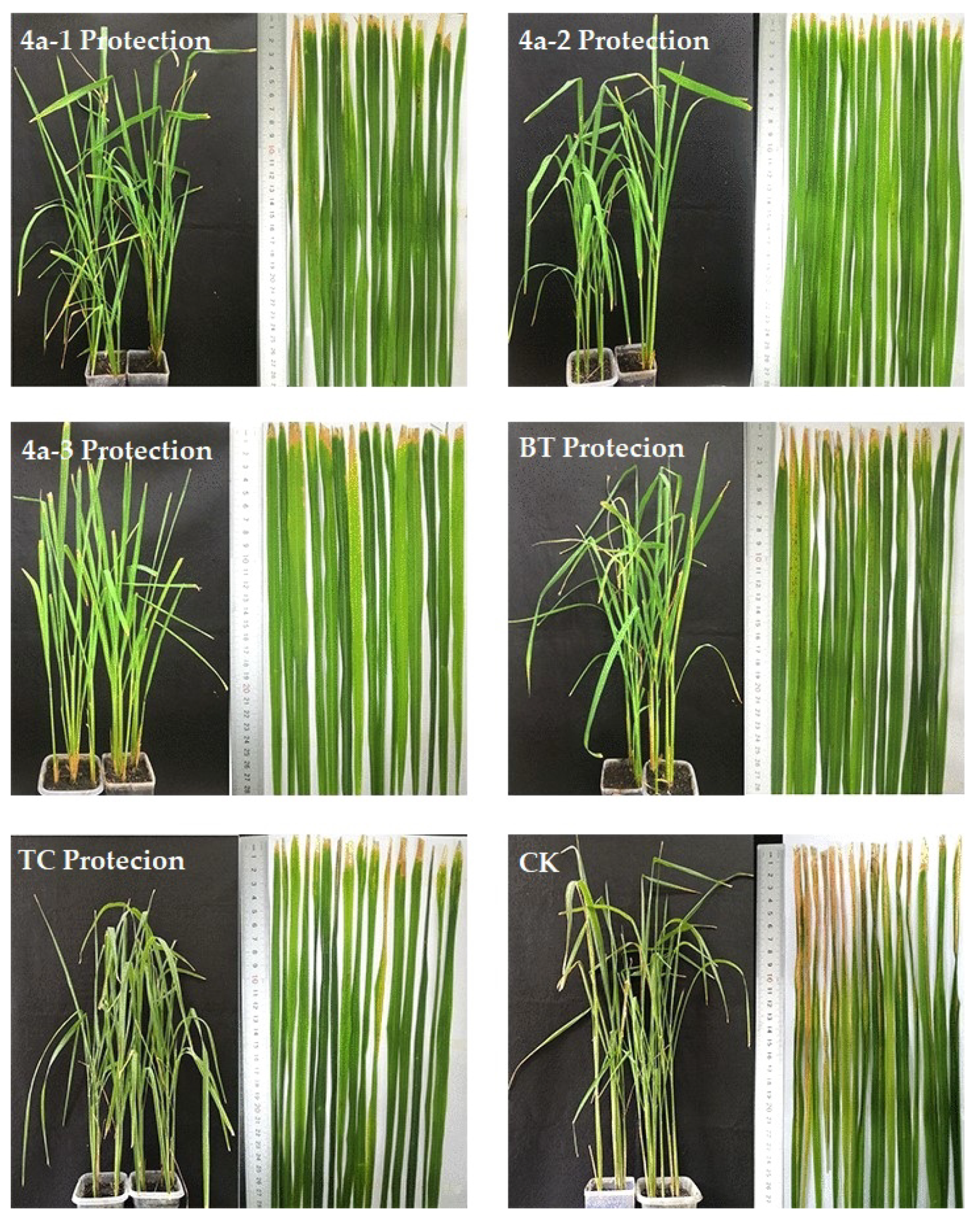 Molecules 25 01488 g002 Molecules 25 01488 g002