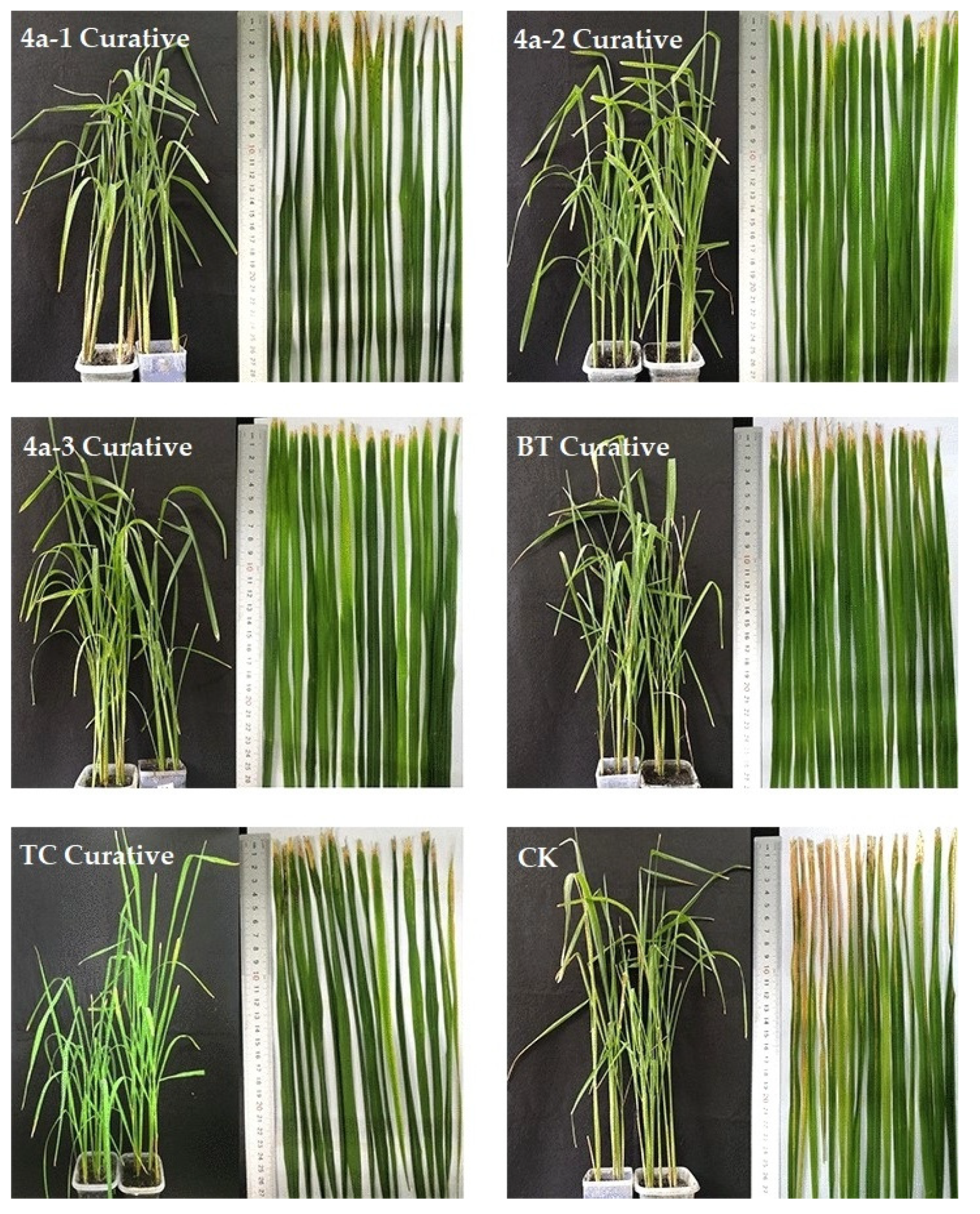 Molecules 25 01488 g003 Molecules 25 01488 g003