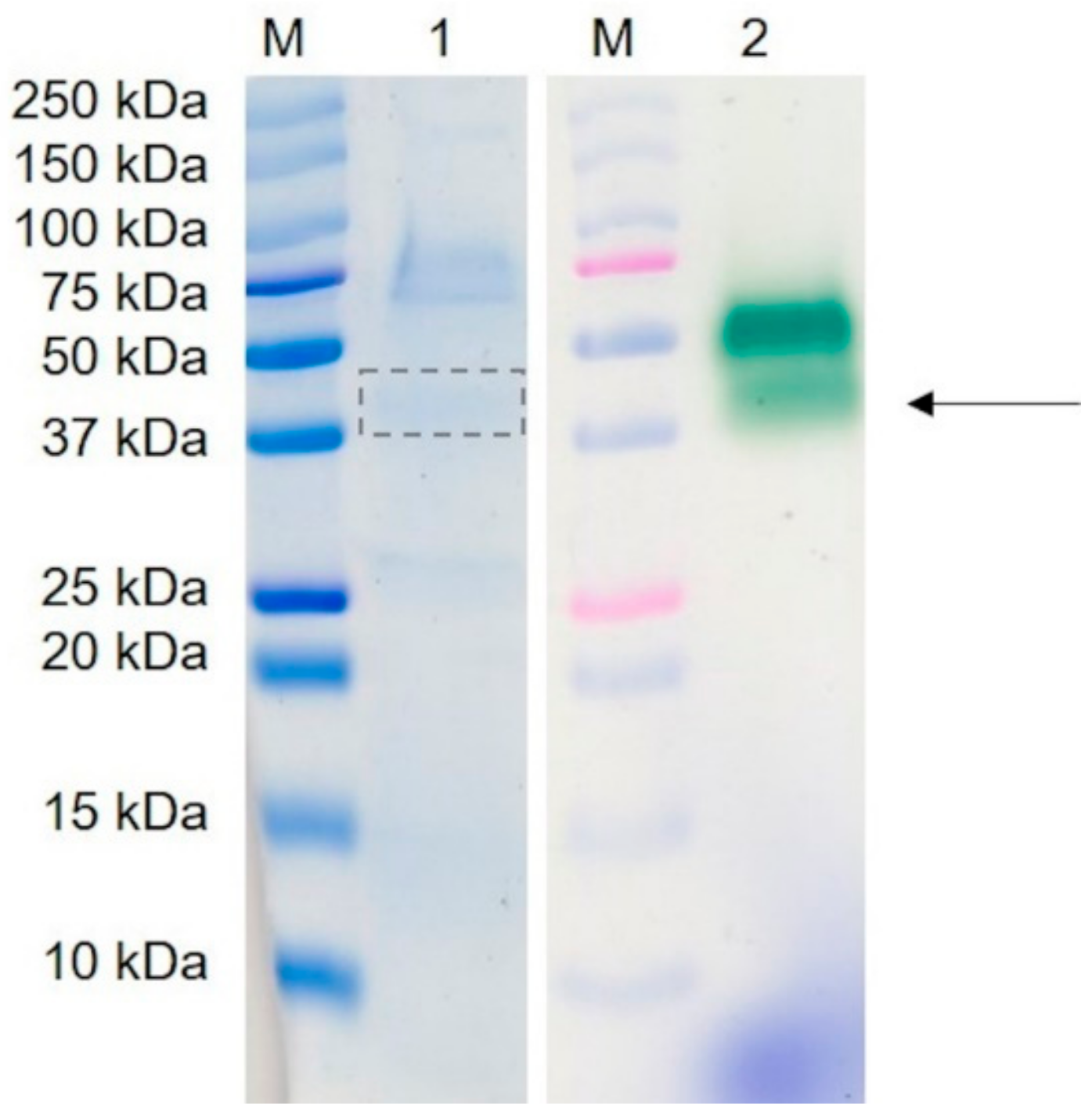 Molecules 25 01536 g002 Molecules 25 01536 g002