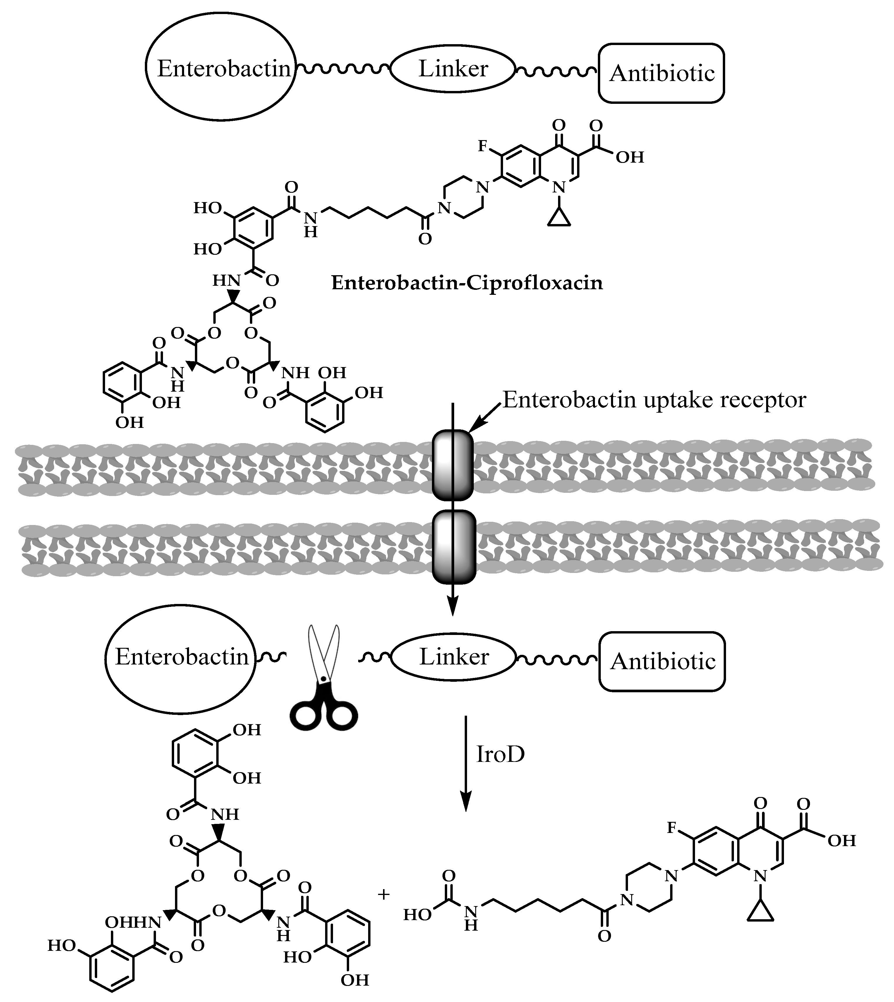 Molecules 25 01543 g007 Molecules 25 01543 g007