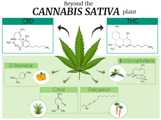 THC Urine Test (Cannabis, Marijuana) - Patris Health