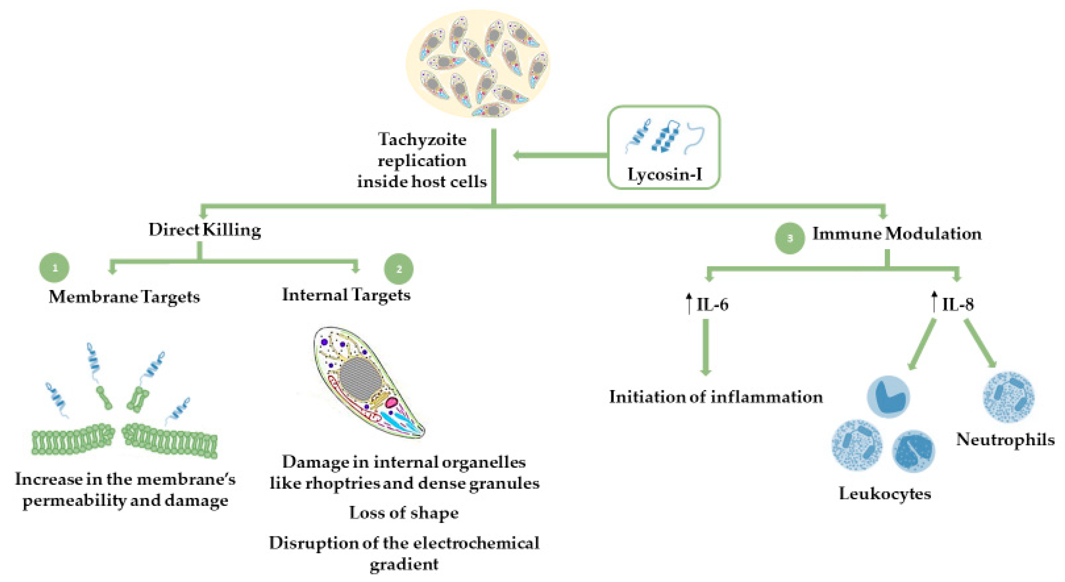 Molecules Free Full Text Antimalarial Agents As Therapeutic Tools Against Toxoplasmosis A Short Bridge Between Two Distant Illnesses Html