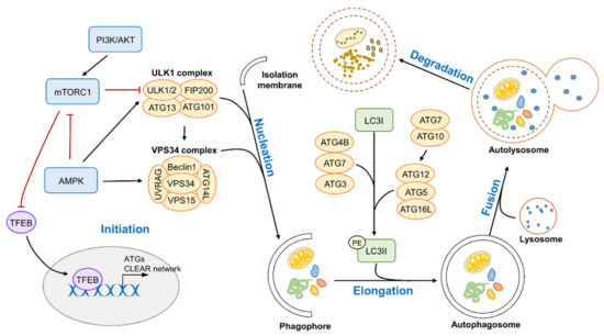 わたなべ様 Modulation of the Autophagy-Lysosomal Pathway in
