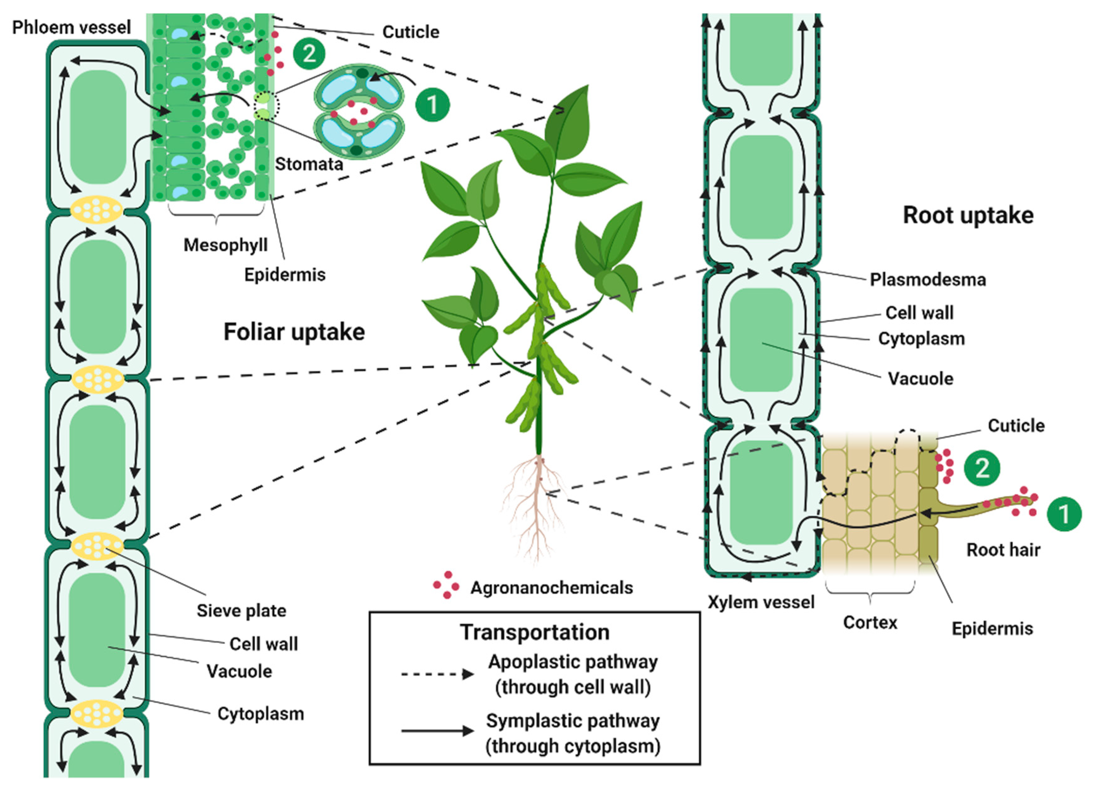 Molecules 25 01611 g003 Molecules 25 01611 g003