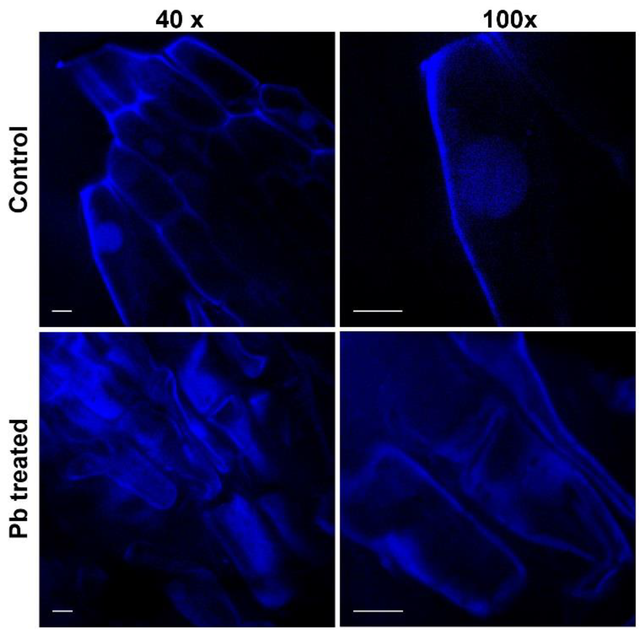 Molecules 25 01637 g004