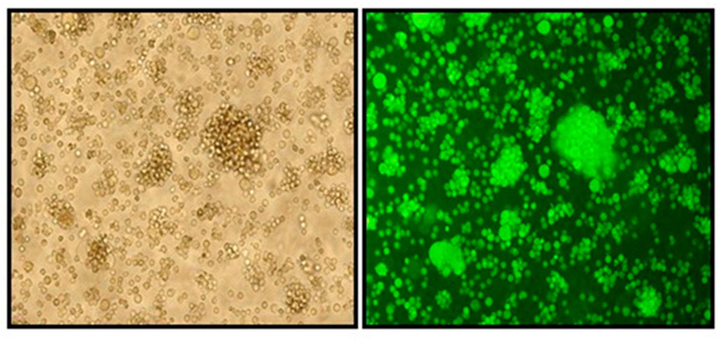 Molecules 25 01657 g002 Molecules 25 01657 g002