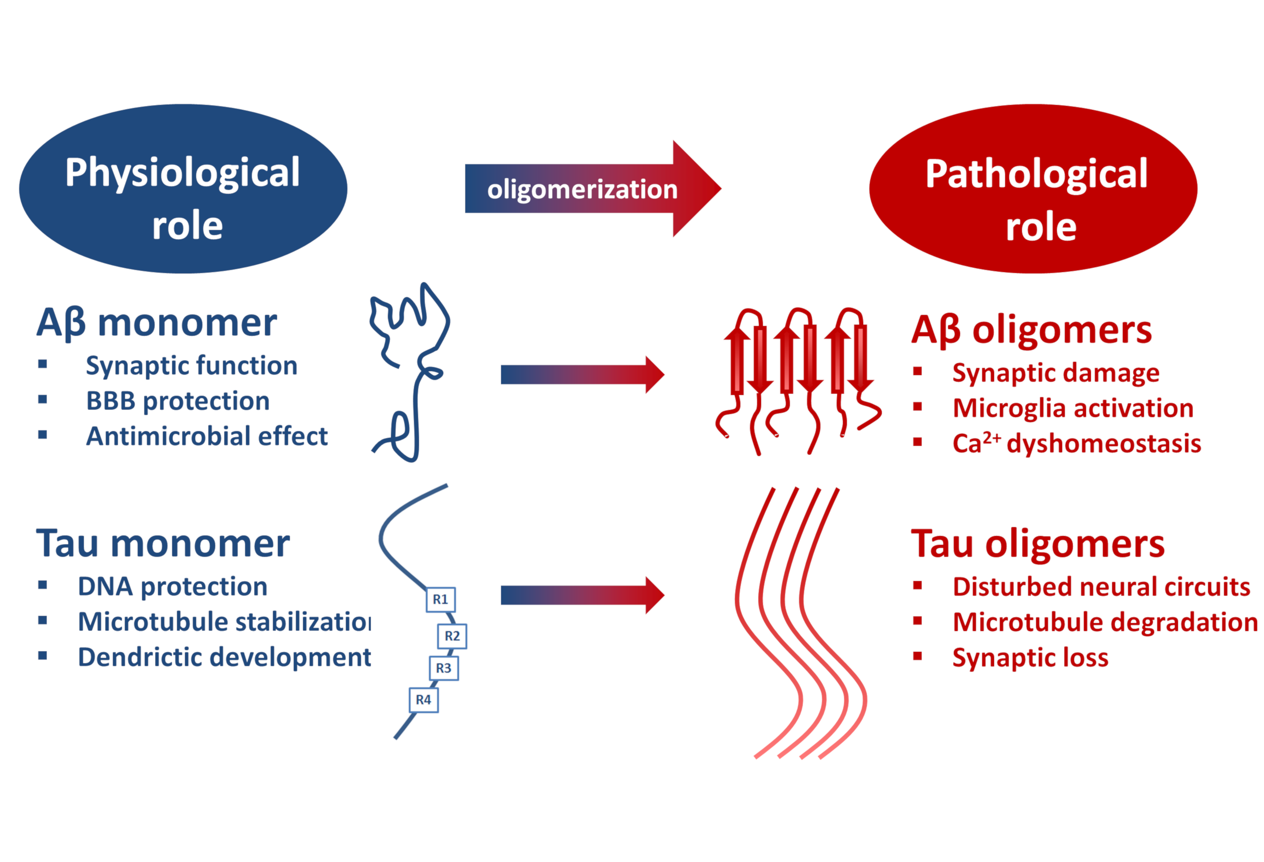 Molecules Free FullText Oligomerization and Conformational Change