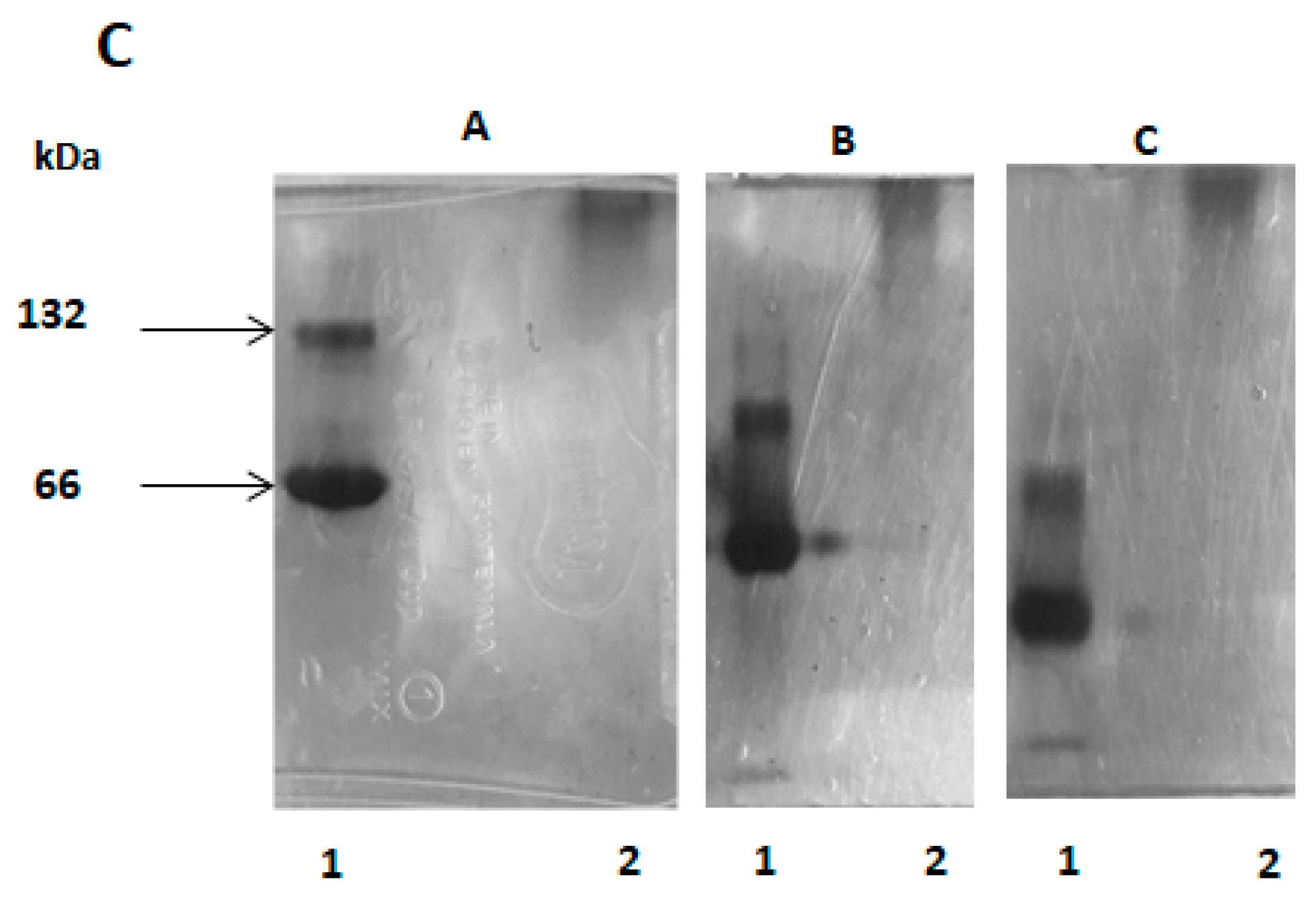 Molecules 25 01699 g005b 550