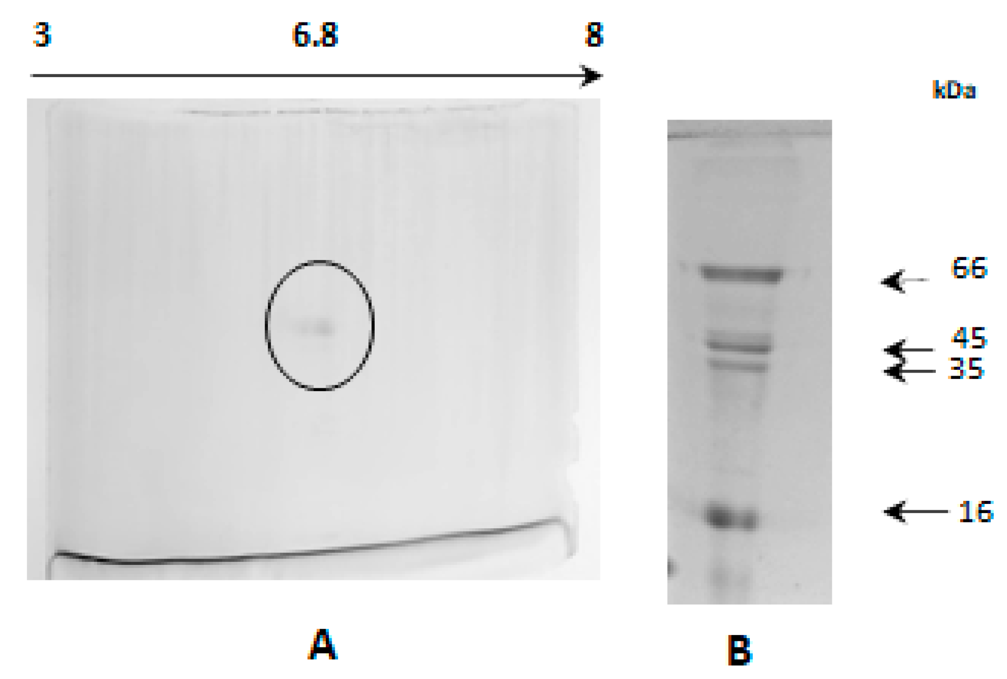 Molecules 25 01699 g007 550