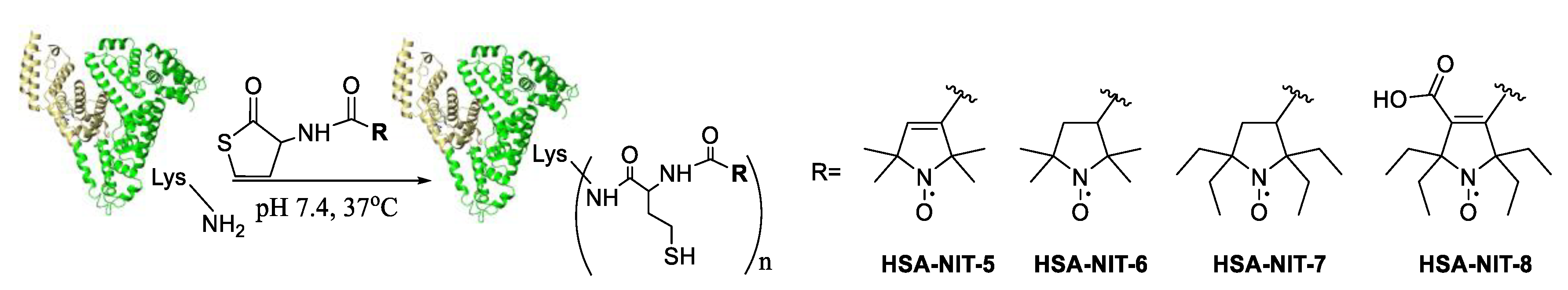 Figure 1. HSA-NIT conjugates synthesis.