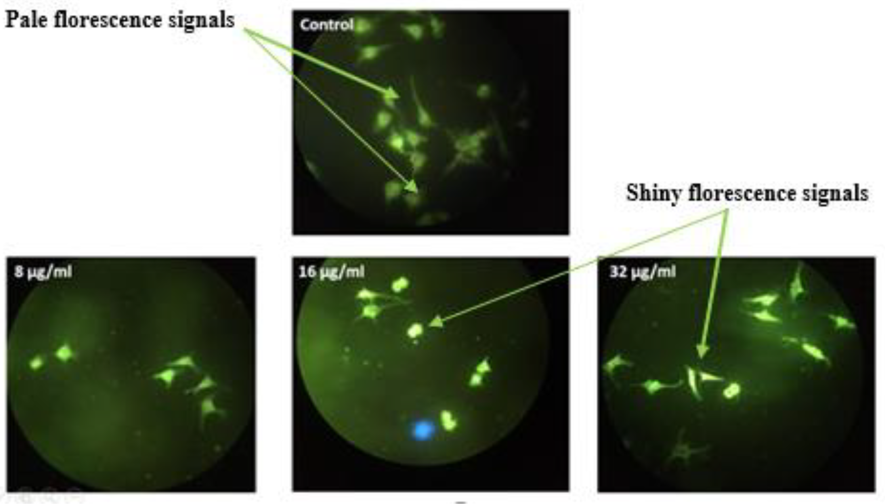 Molecules 25 01776 g008