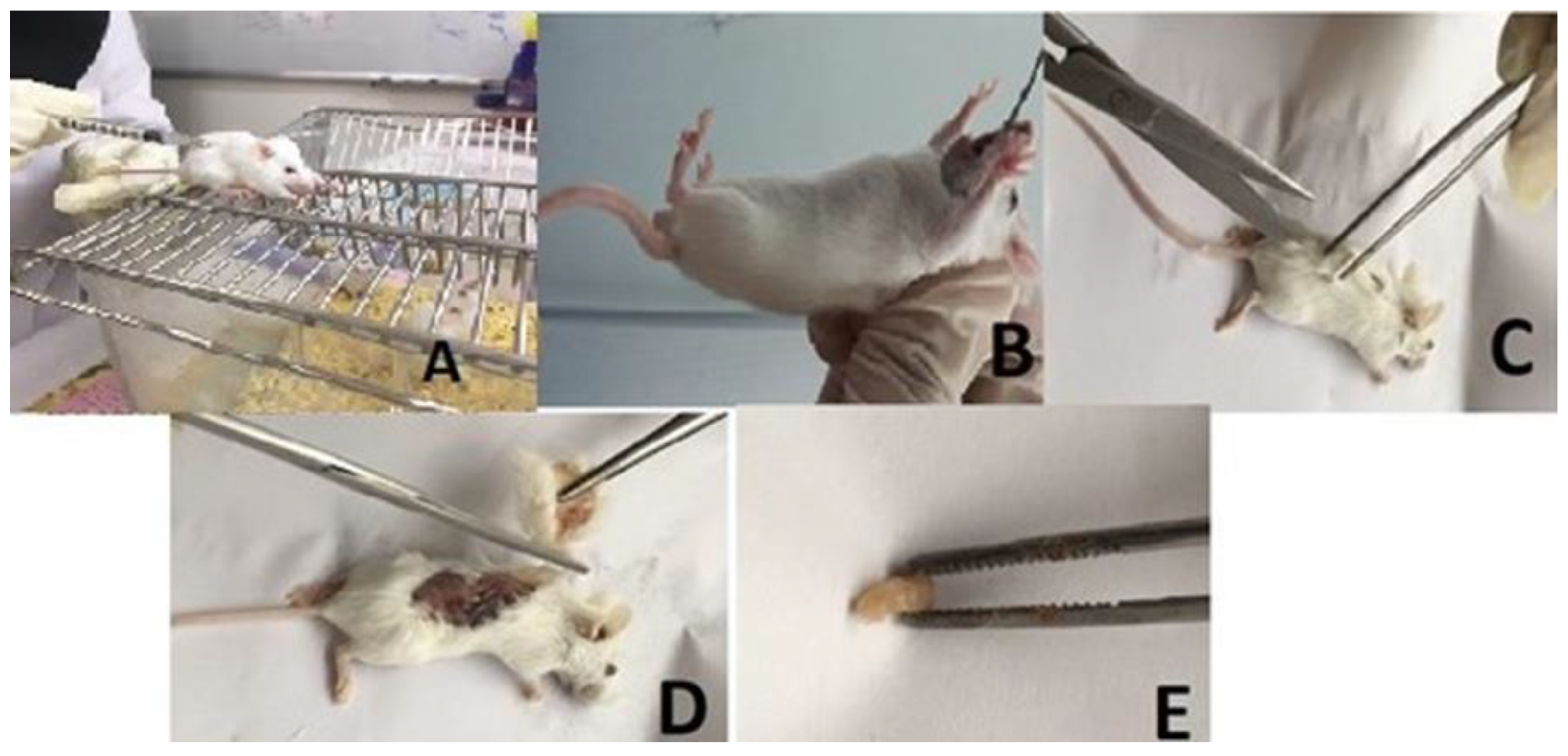 Molecules 25 01776 g020
