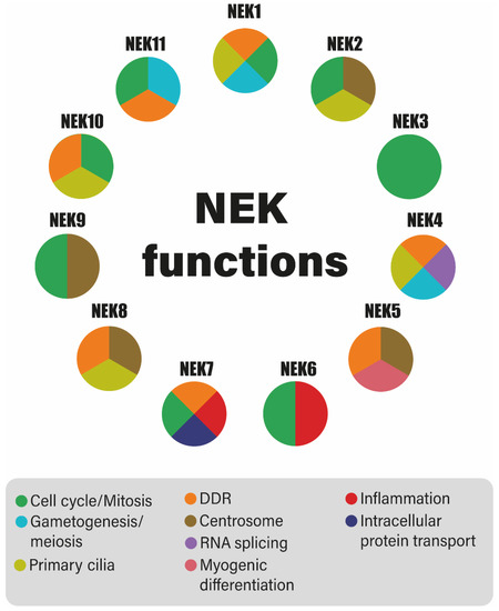 Checking NEKs: Overcoming a Bottleneck in Human Diseases