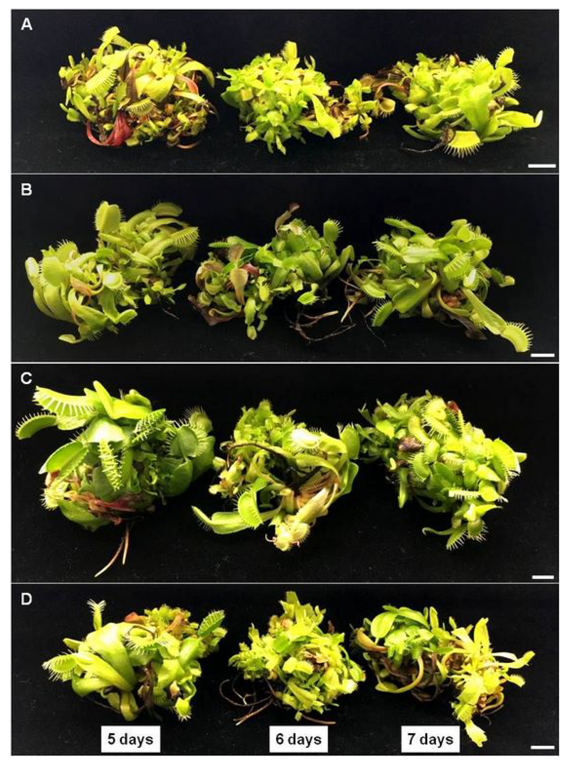 Molecules 25 01794 g003