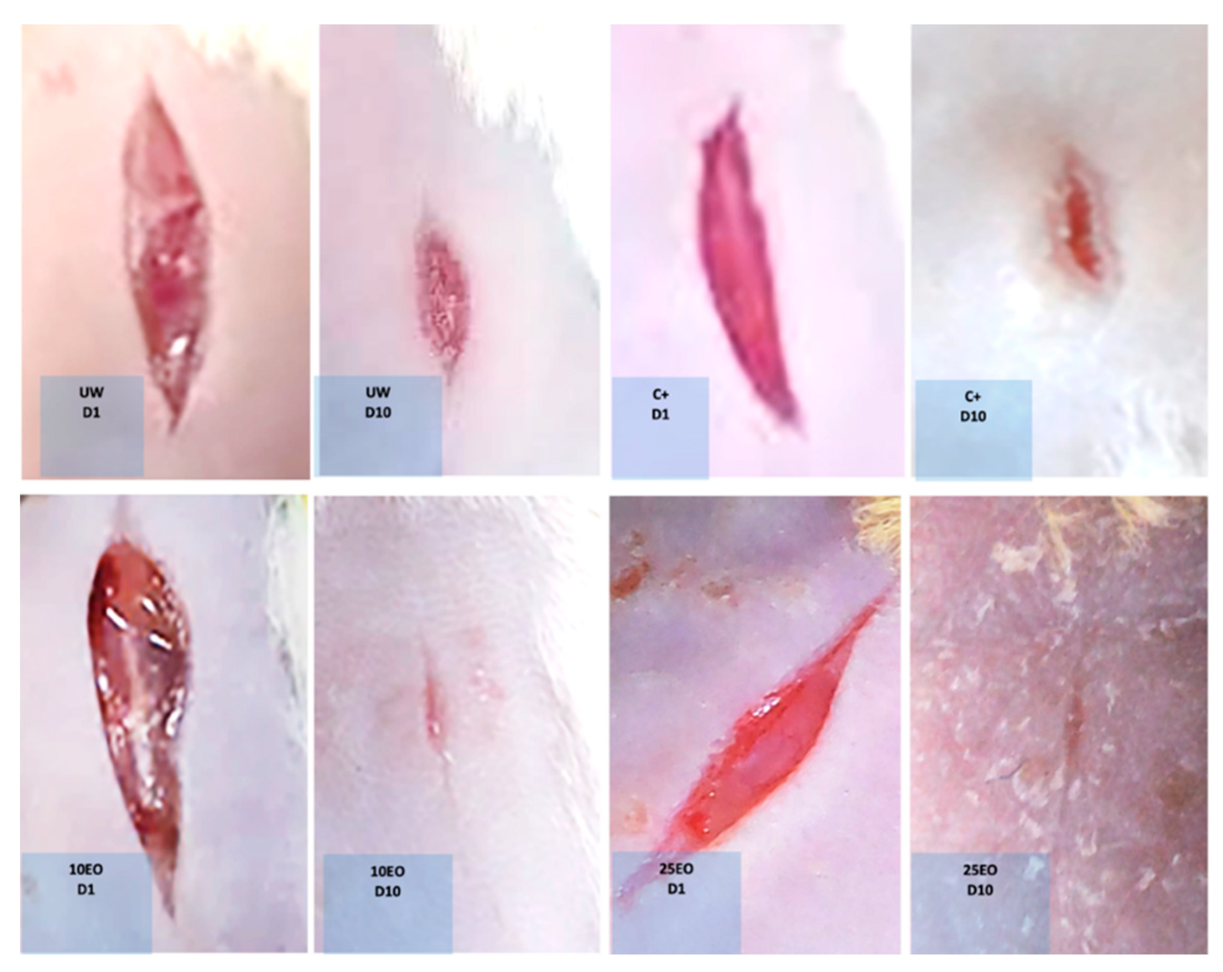 Molecules 25 01795 g004 Molecules 25 01795 g004