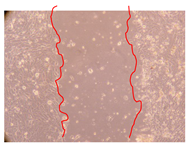 Molecules 25 01828 i004 Molecules 25 01828 i004