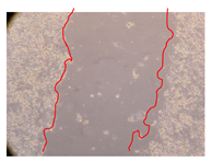 Molecules 25 01828 i009 Molecules 25 01828 i009