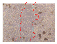 Molecules 25 01828 i024 Molecules 25 01828 i024