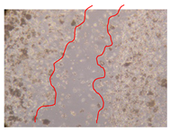 Molecules 25 01828 i026 Molecules 25 01828 i026