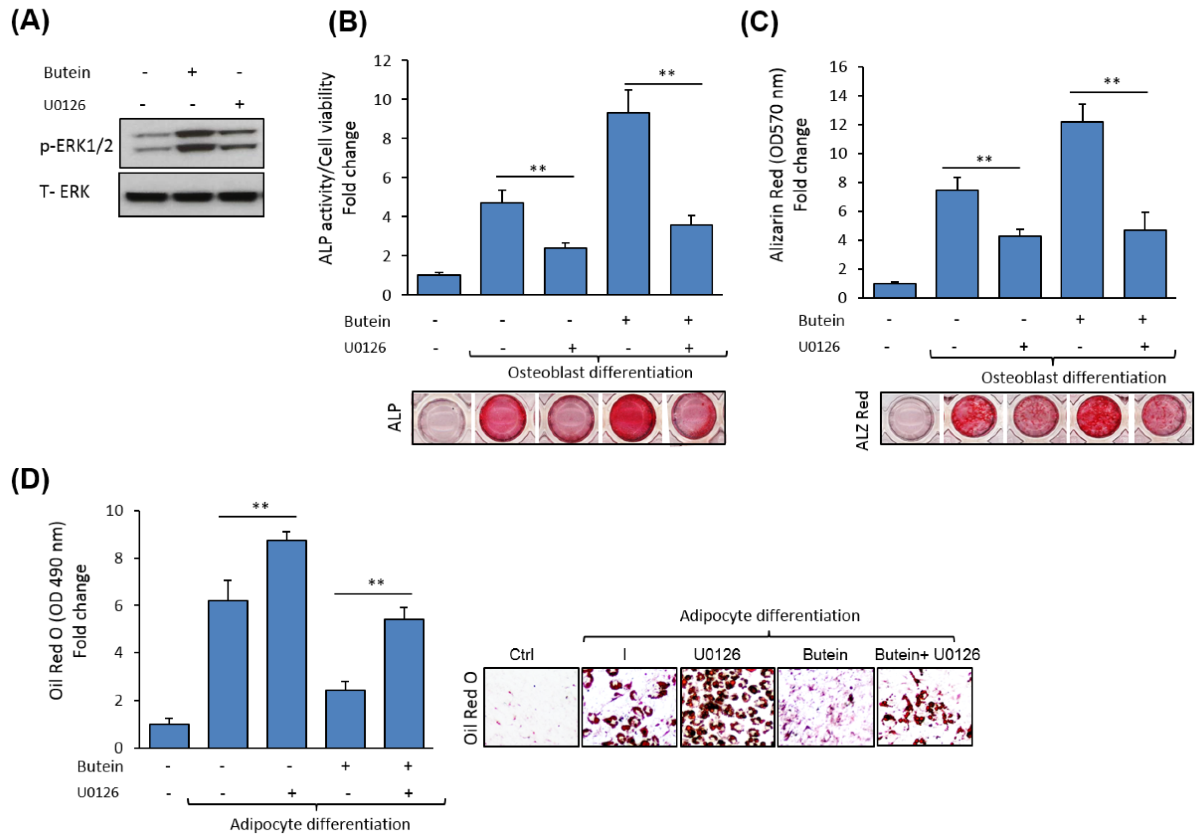Molecules 25 01885 g005