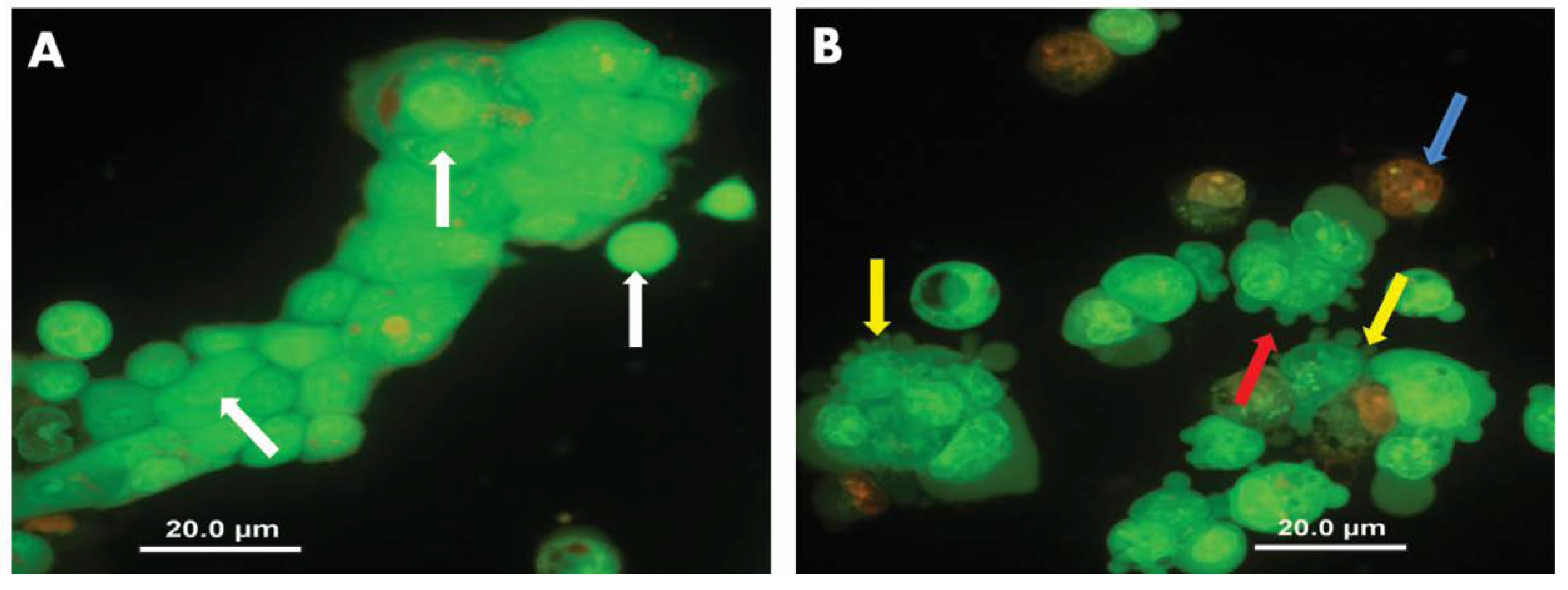 Molecules 25 01913 g006