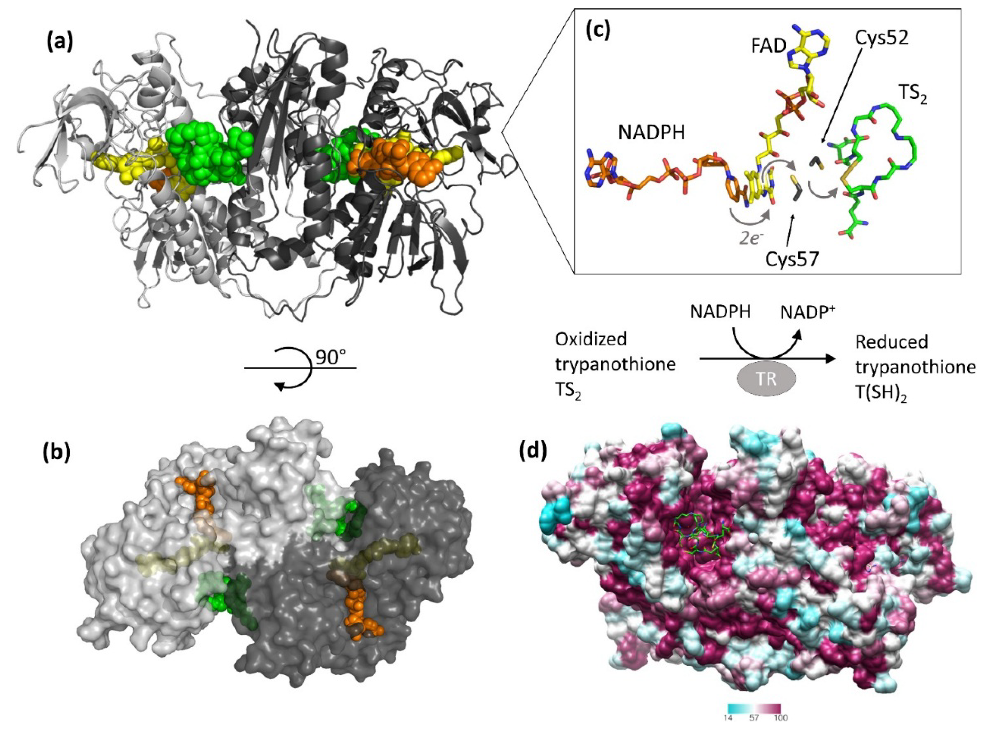 Molecules 25 01924 g001 Molecules 25 01924 g001