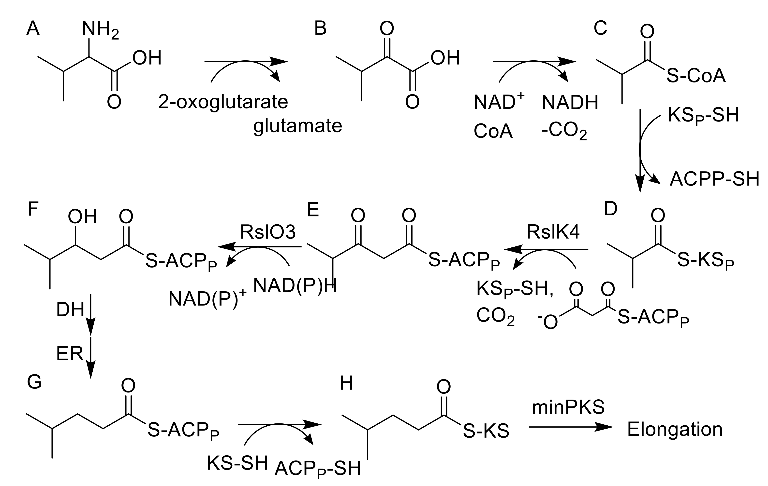 Molecules 25 01955 g003