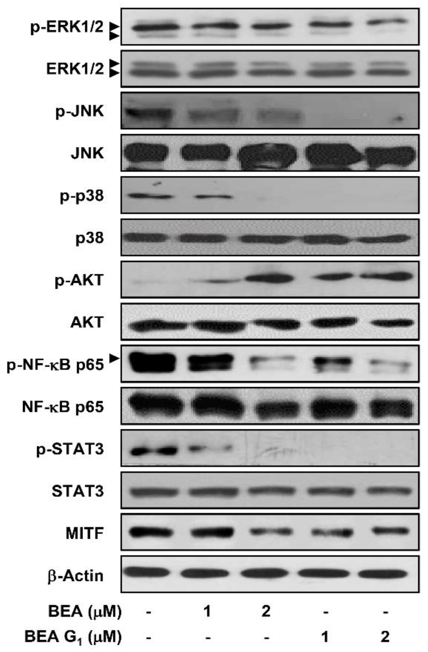 Molecules 25 01974 g008