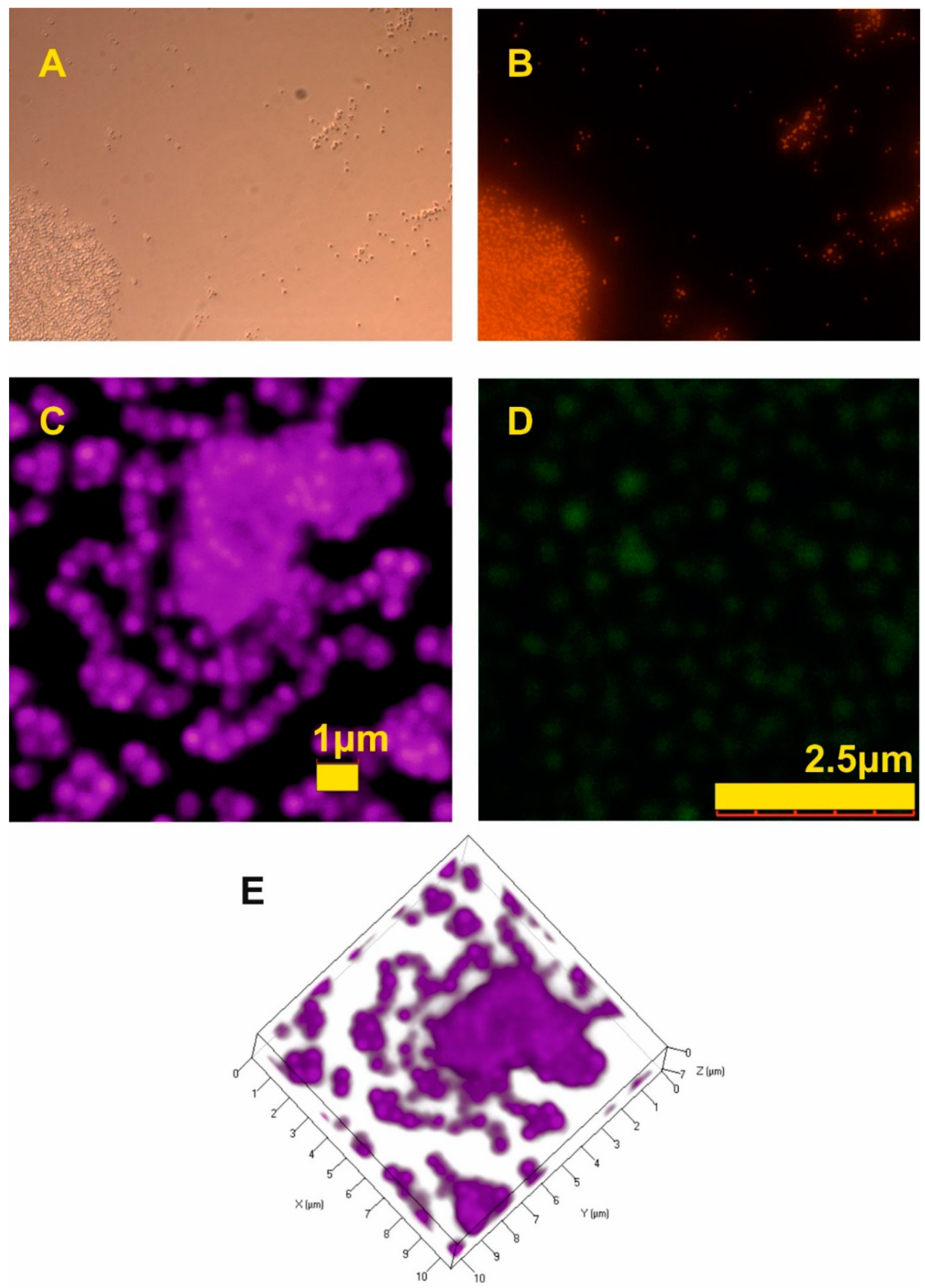 Molecules 25 02013 g012 Molecules 25 02013 g012