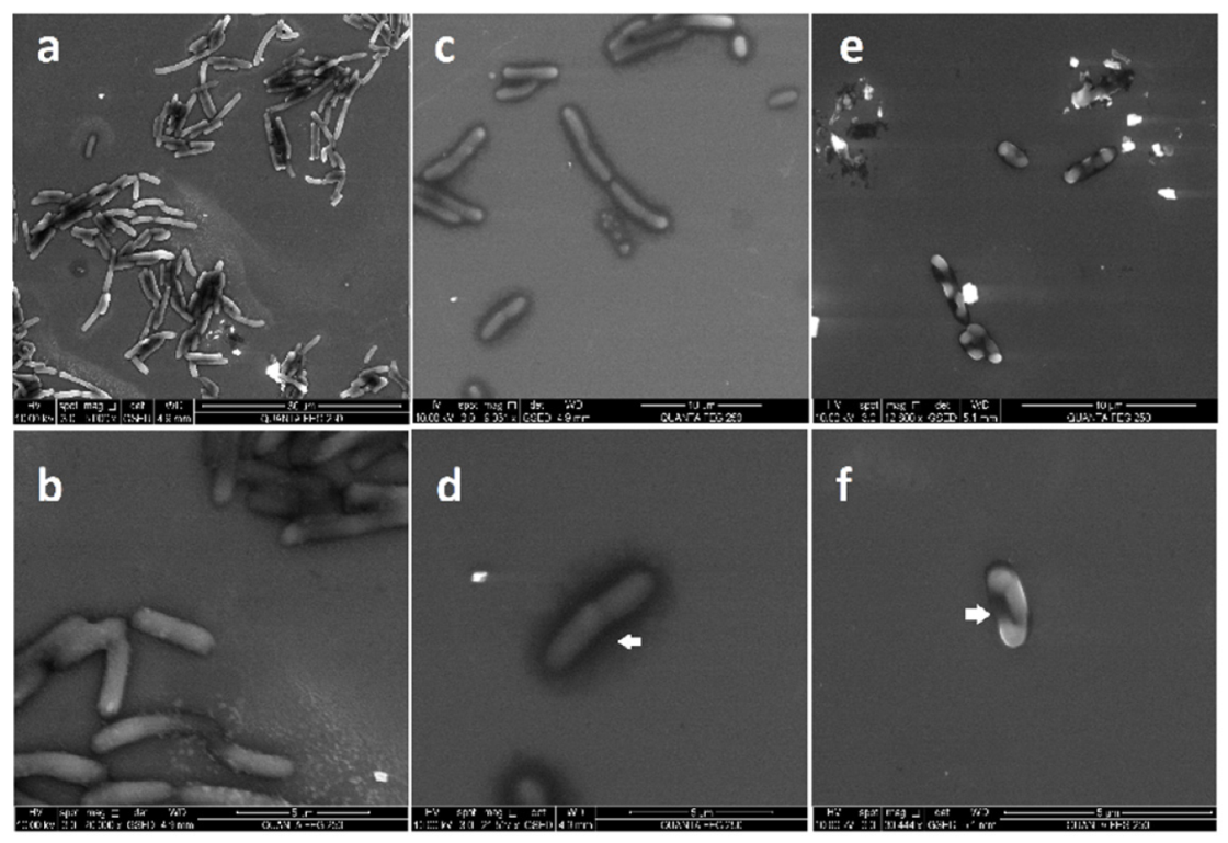 Molecules 25 02023 g007 Molecules 25 02023 g007