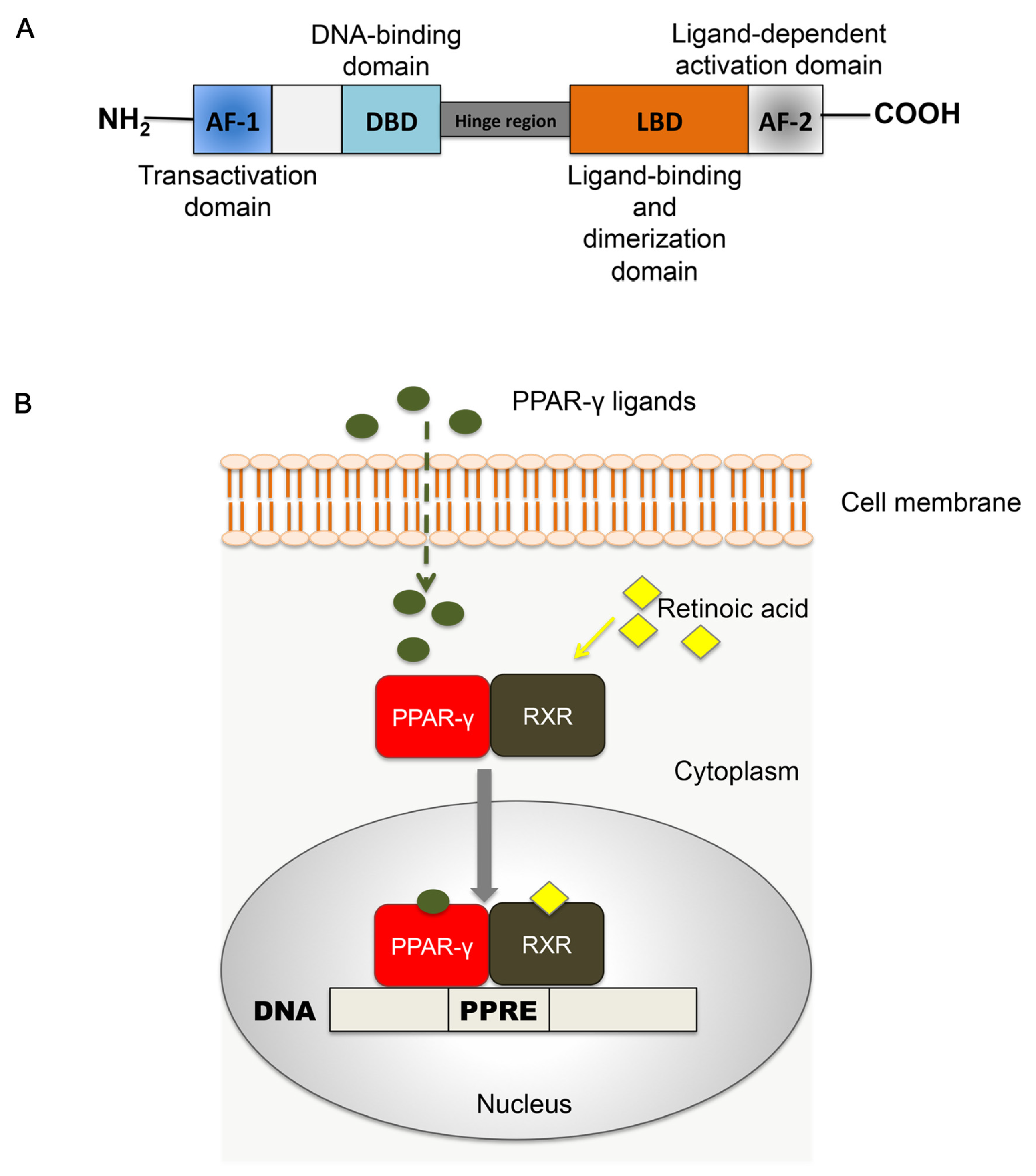 Molecules 25 02076 g001 Molecules 25 02076 g001