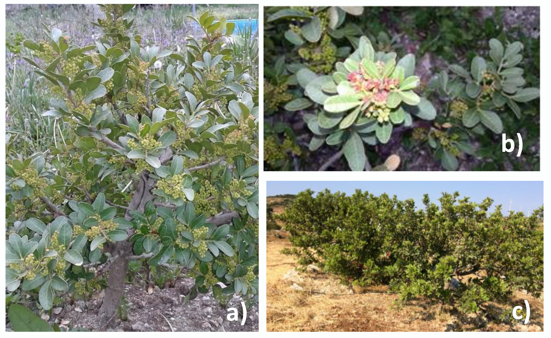 Molecules 25 02136 g002