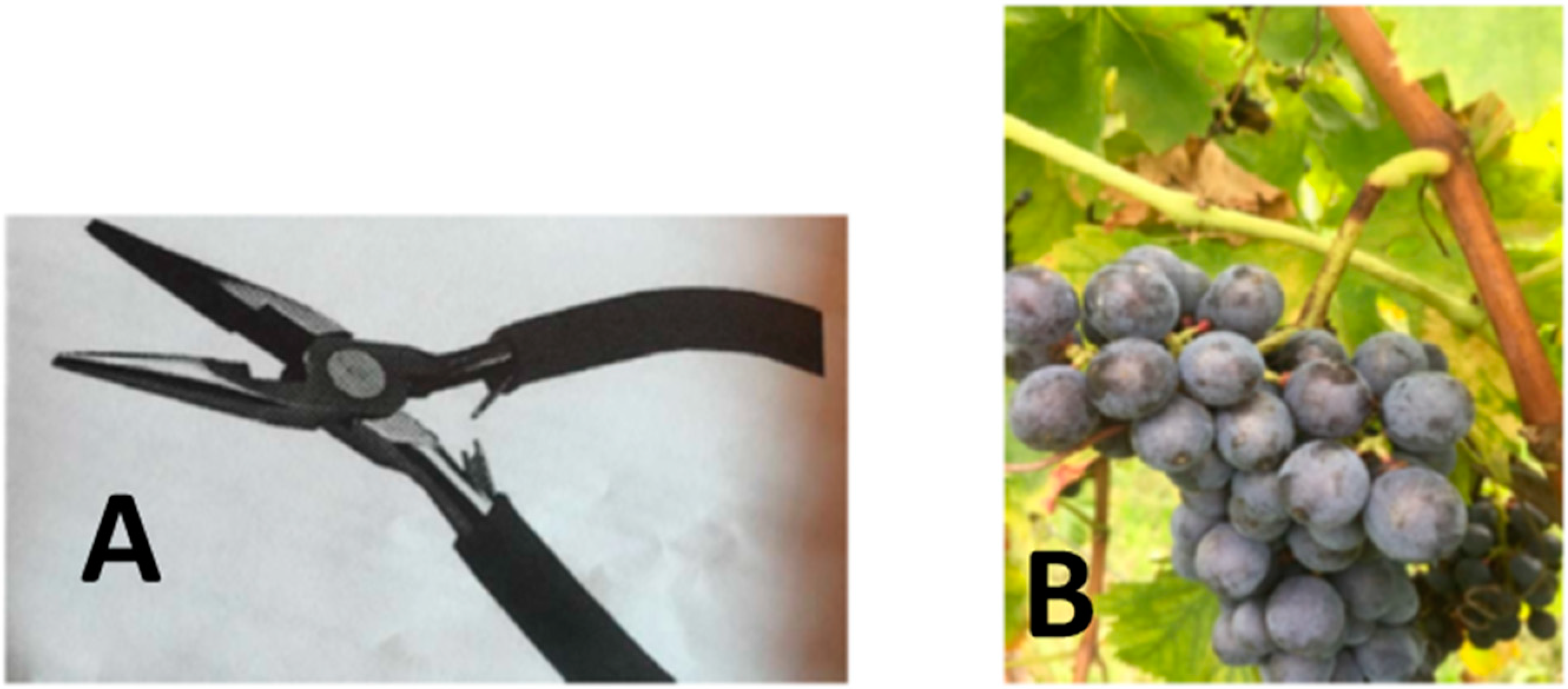 Molecules 25 02141 g005