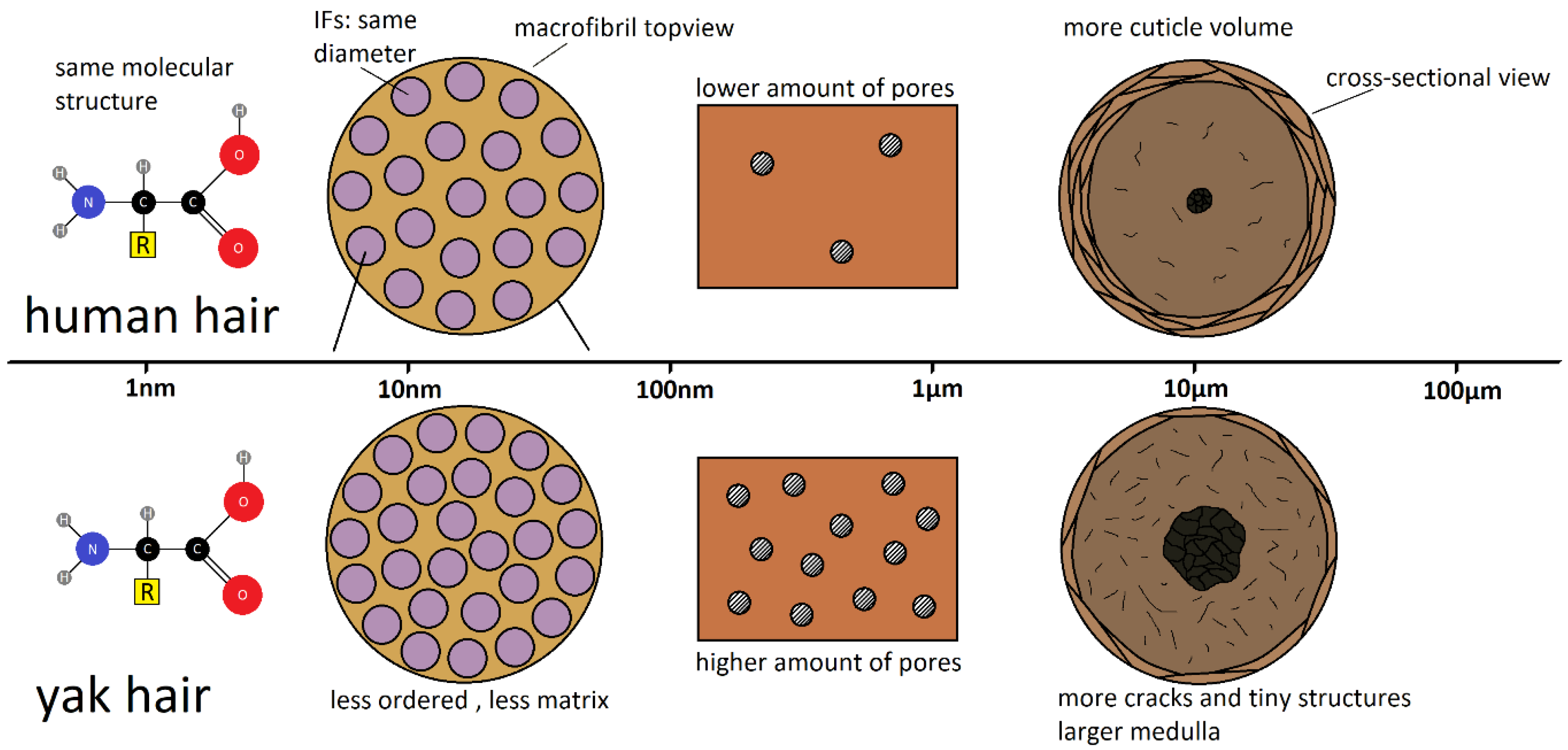 thickness of human hair in m