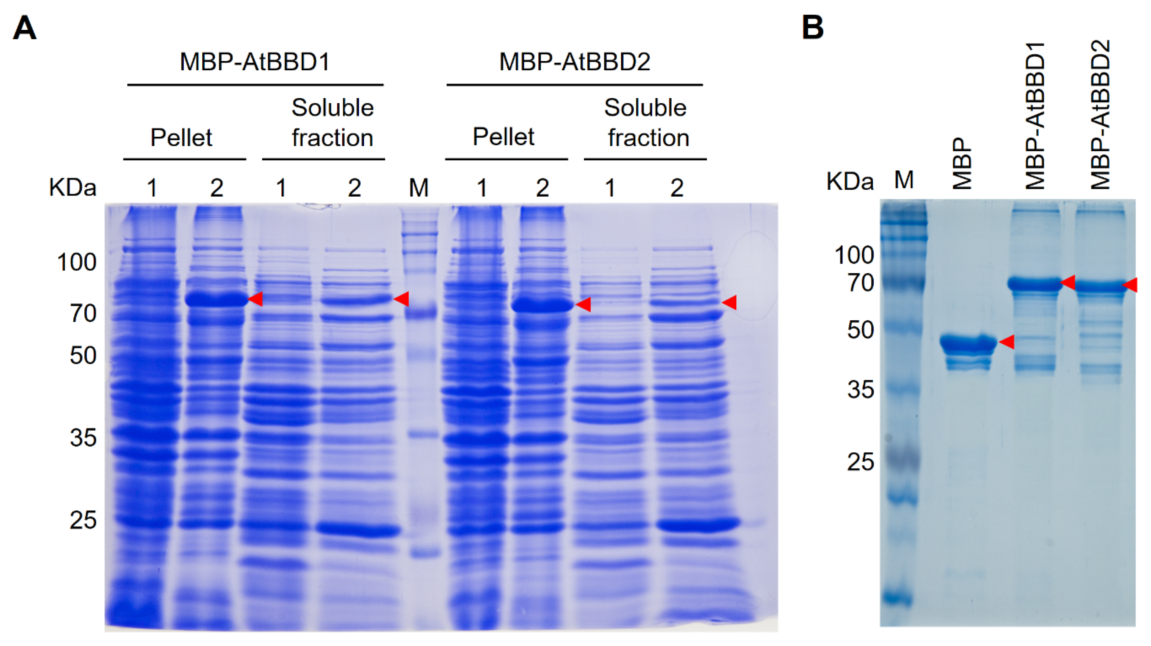 Molecules 25 02169 g003 Molecules 25 02169 g003