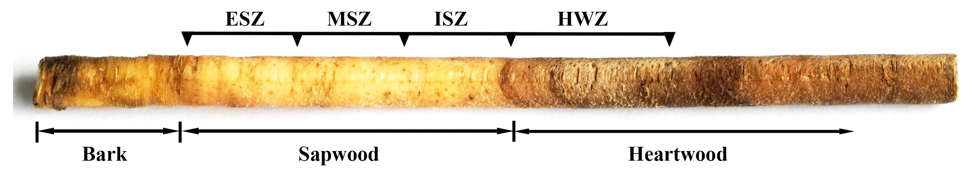 Molecules 25 02189 g001 Molecules 25 02189 g001