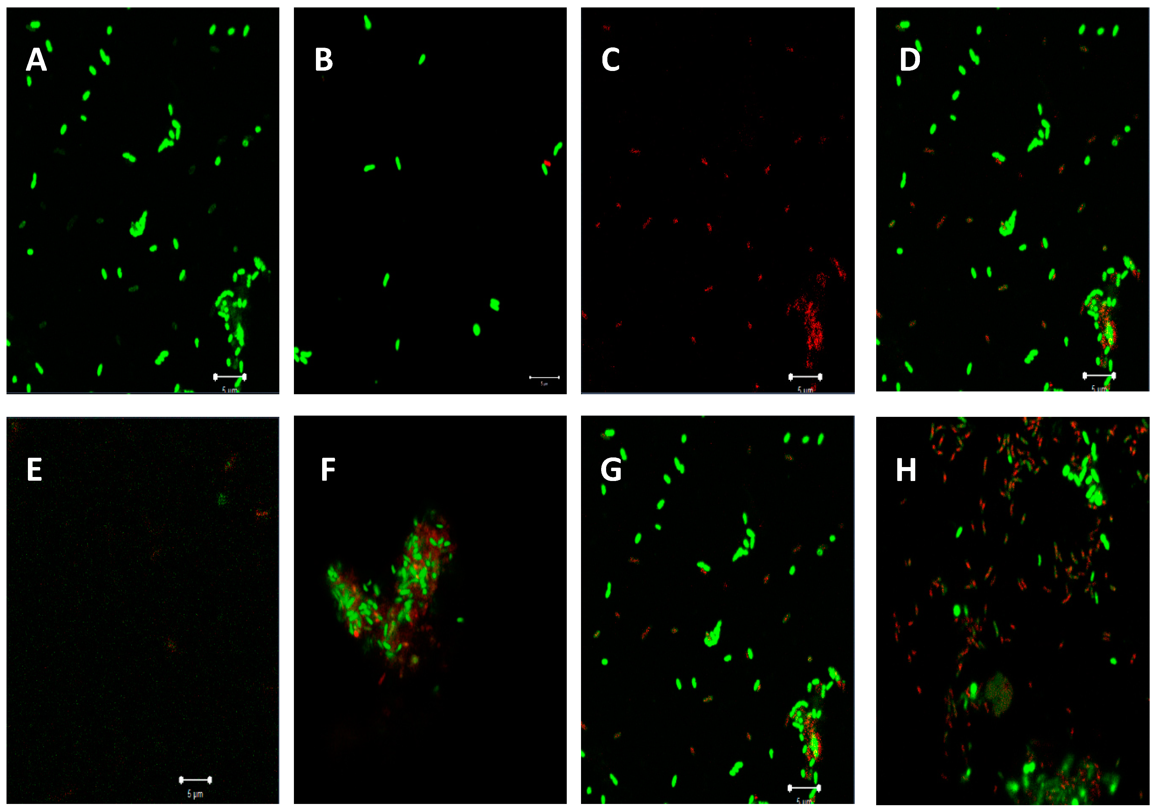 Molecules 25 02283 g007