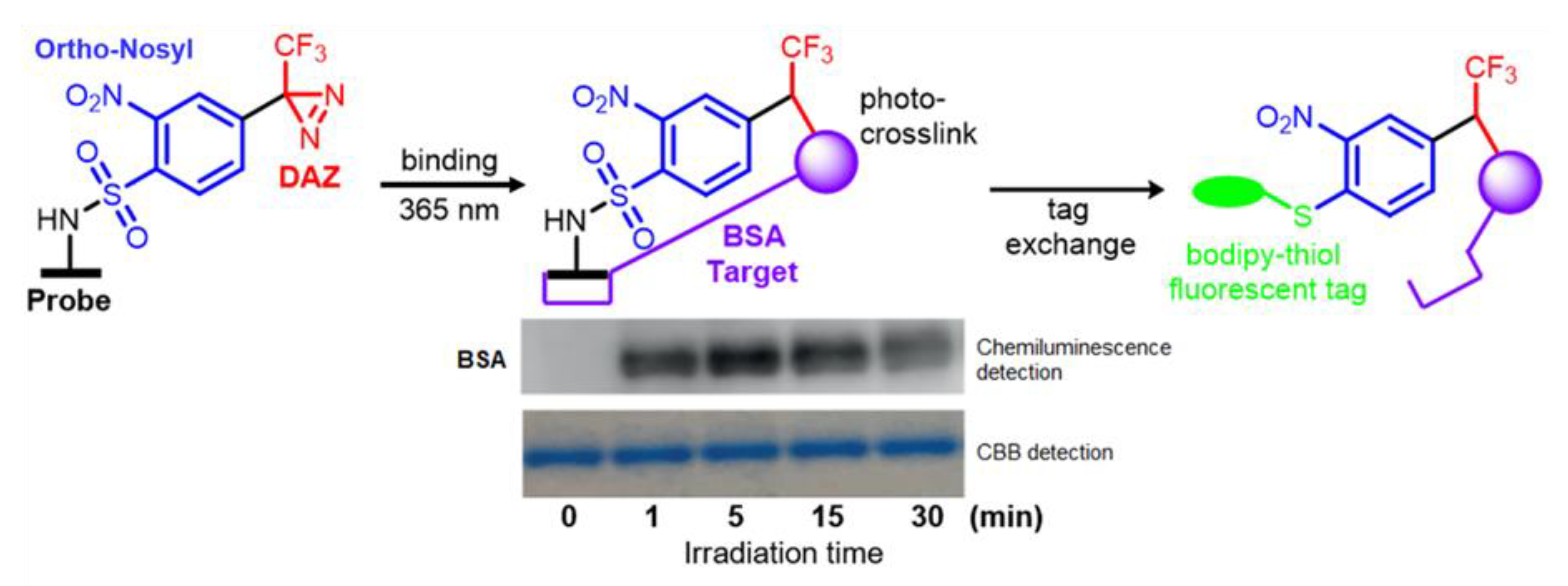 Molecules 25 02285 g011 Molecules 25 02285 g011