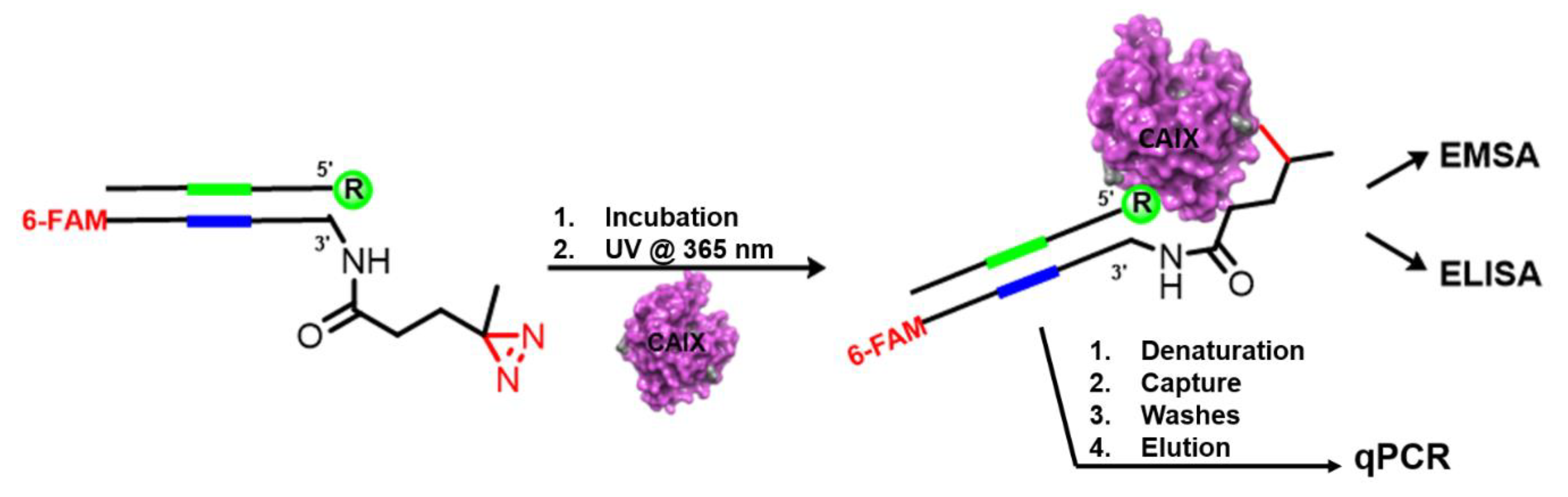 Molecules 25 02285 g013 Molecules 25 02285 g013